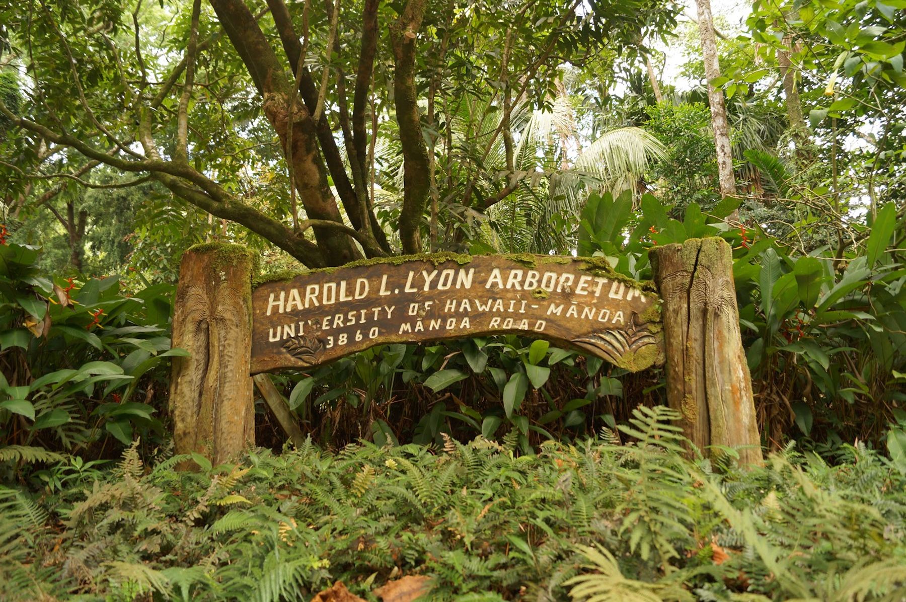 Photo 3 of Lyon Arboretum in Mānoa, Makiki & Nuʻuanu, Oahu