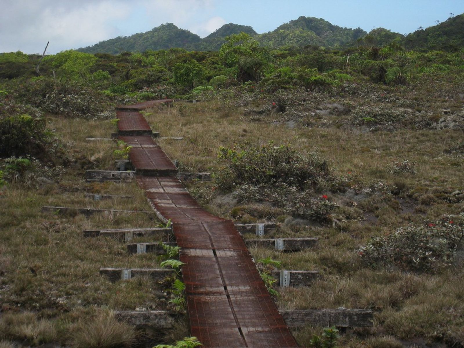 The Alakaʻi Swamp and Its Hidden Creatures: A Biodiversity Hotspot