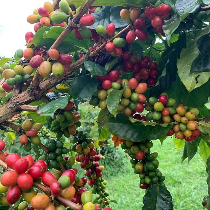 Photo 7 of O.K. Farms Hawai'i in Hilo, Big Island