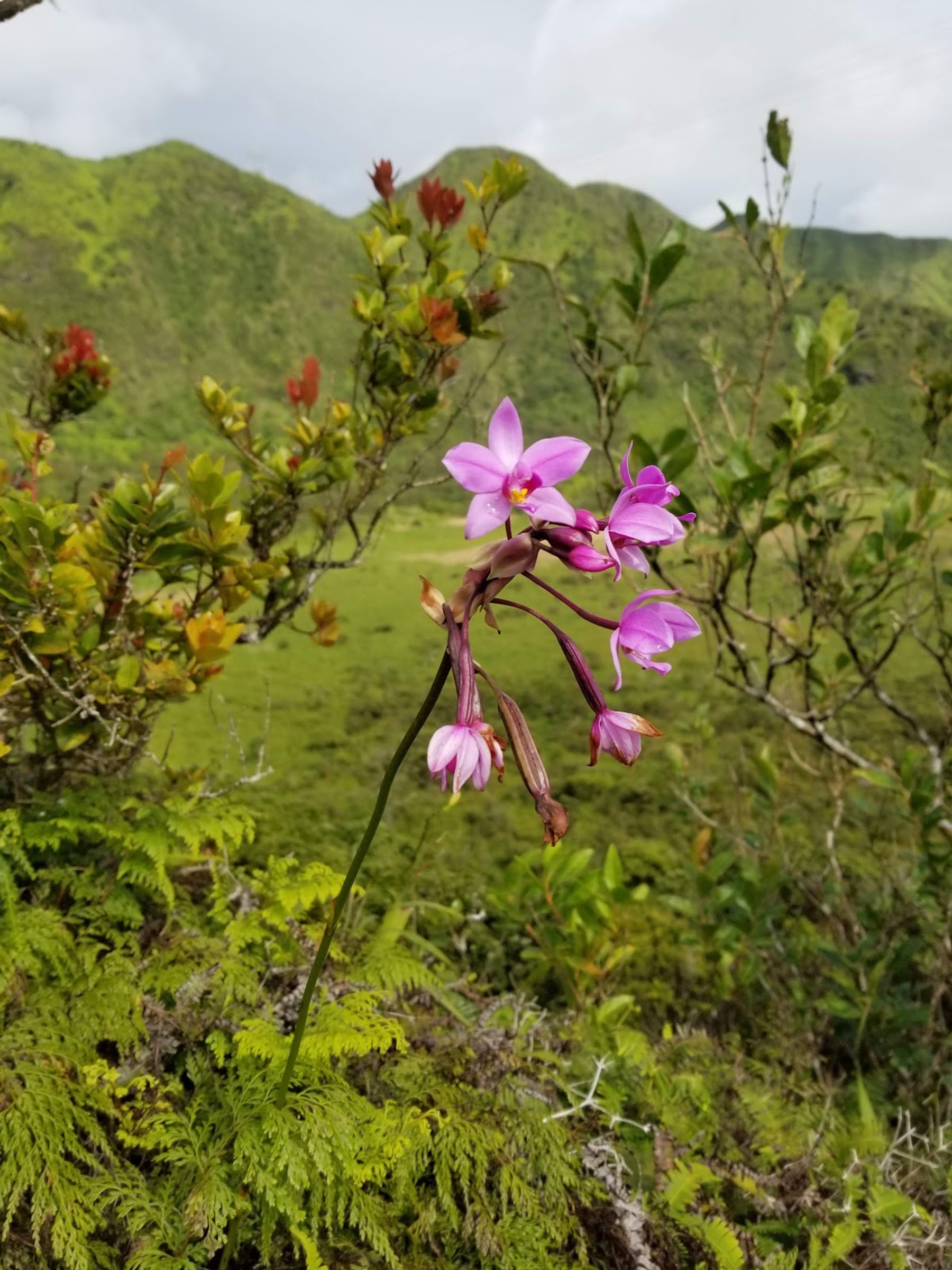 Photo 10 of Kaʻau Crater Trail in Kaimukī & Pālolo, Oahu