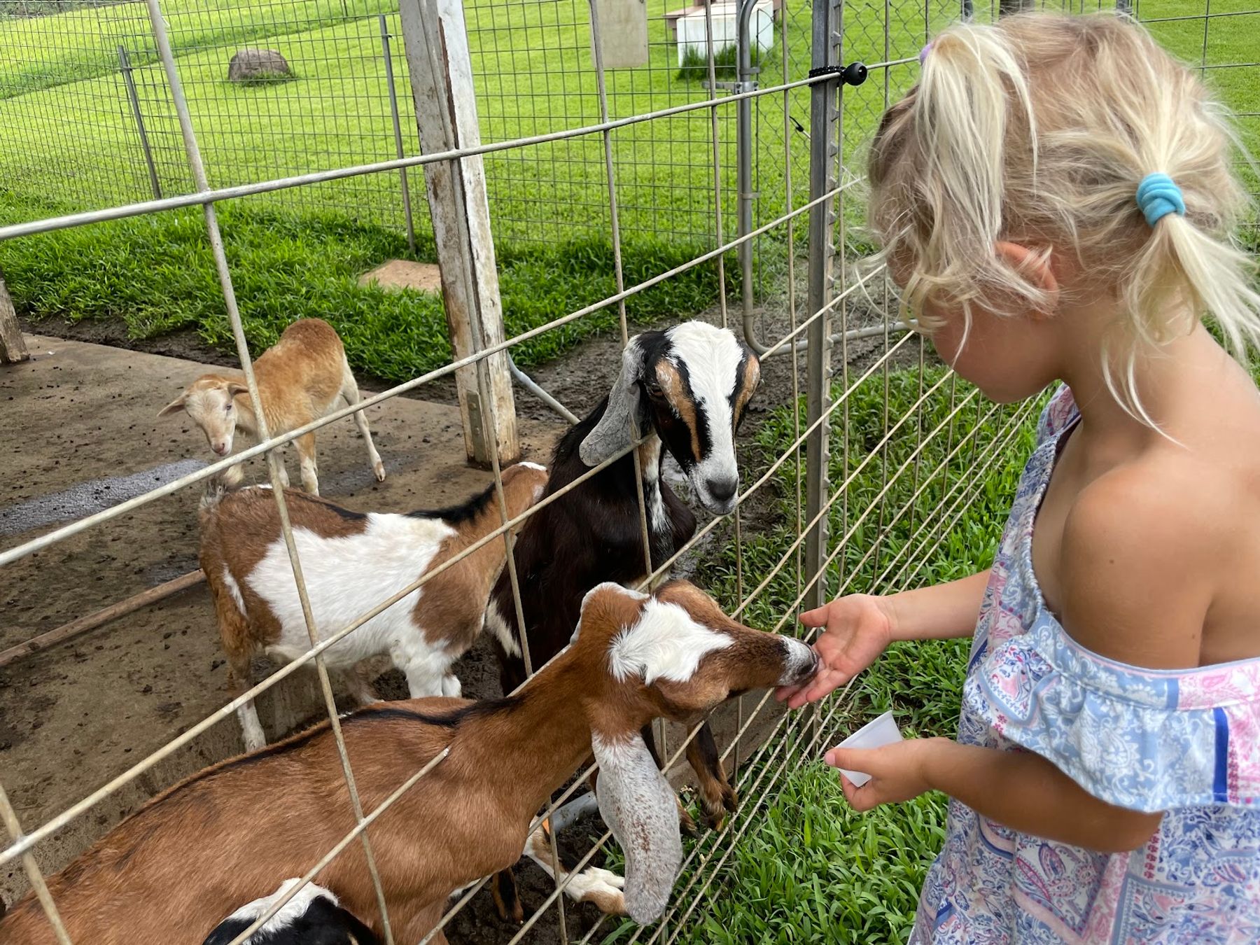 Photo 8 of Honomu Goat Dairy in Greater Hilo, Big Island