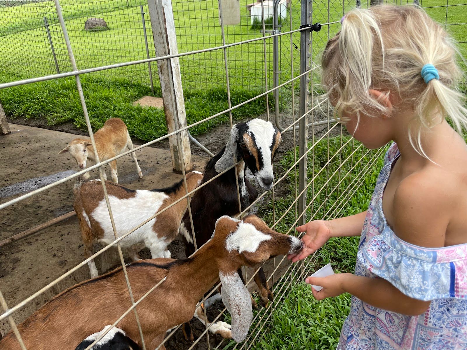 Photo 8 of Honomu Goat Dairy in Greater Hilo, Big Island