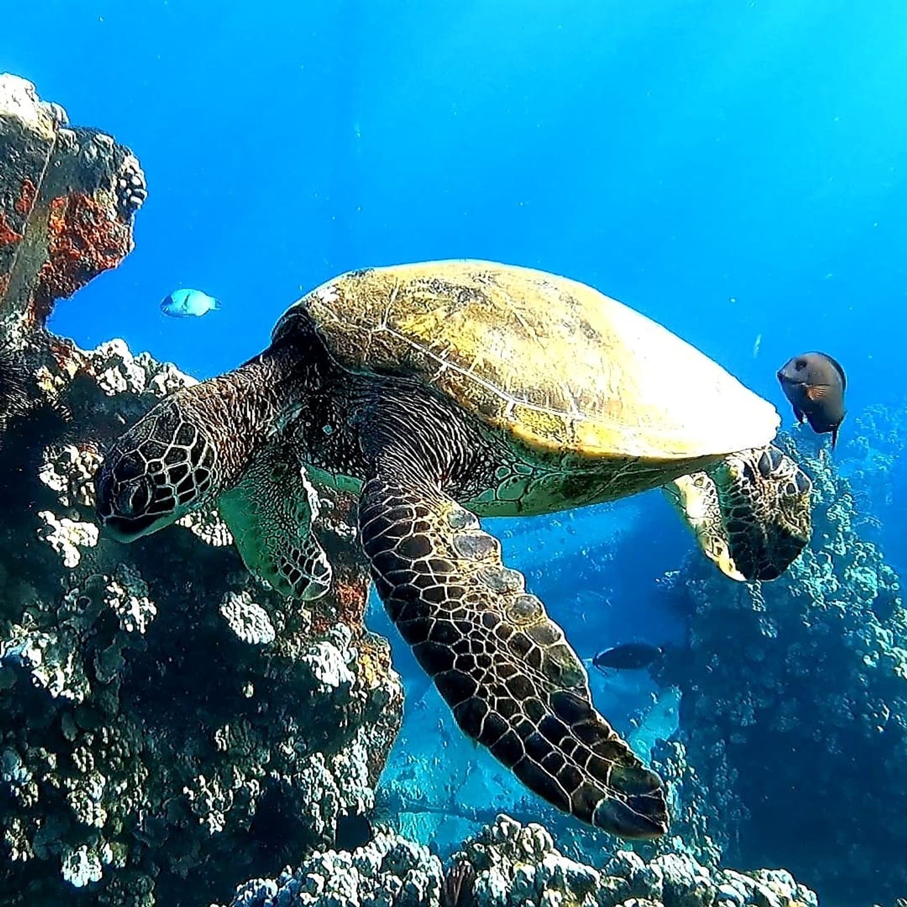 Photo 4 of Maui Dreams Dive Co in Kīhei, Maui