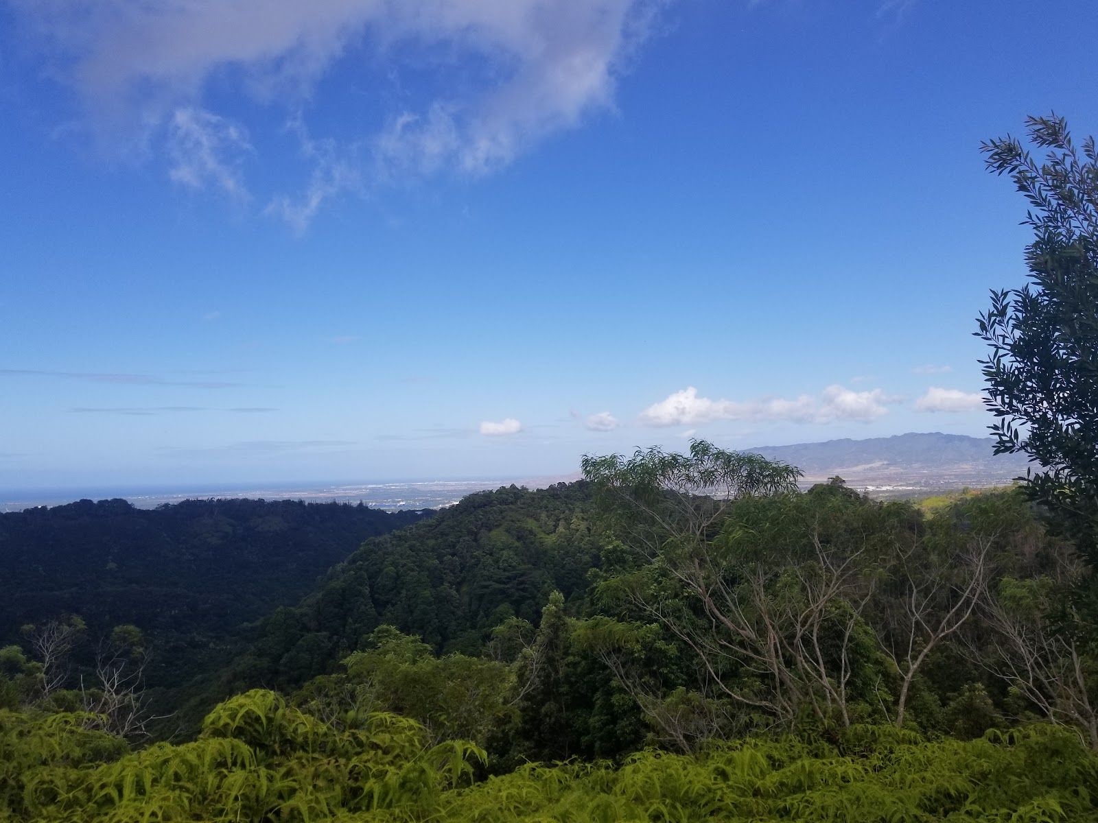 Photo 7 of Mānana Ridge Trail in Pearl City, Oahu