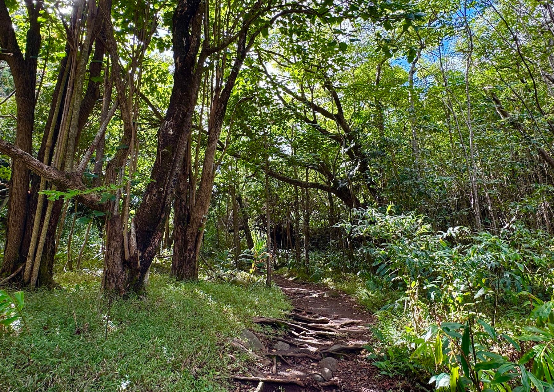 Photo 8 of ʻIao Needle Lookout Trail and Ethnobotanical Loop in Wailuku, Maui