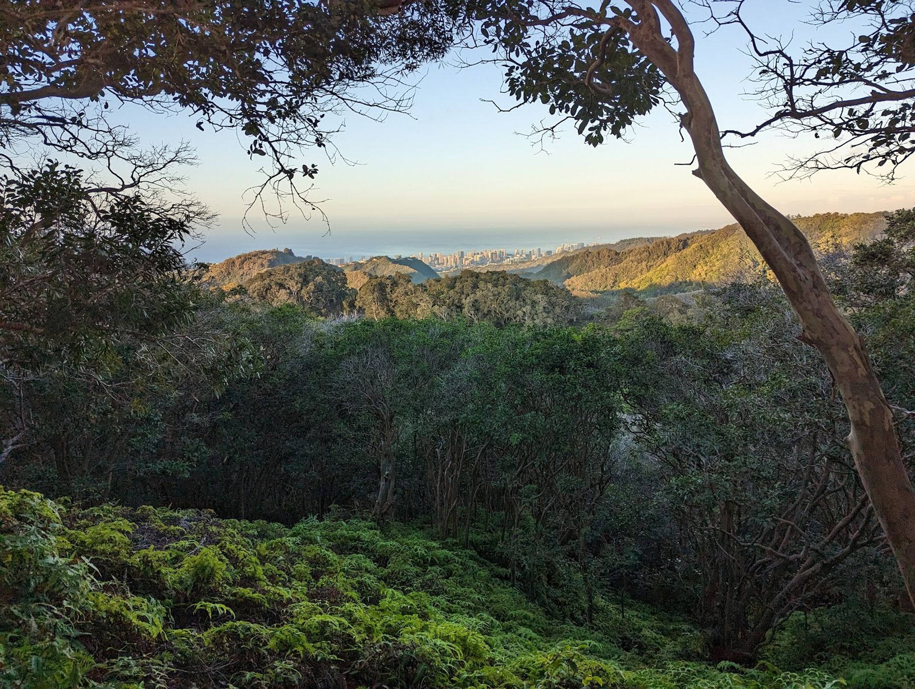 Photo 5 of Wiliwilinui Ridge Trail in Kahala & Waialae, Oahu