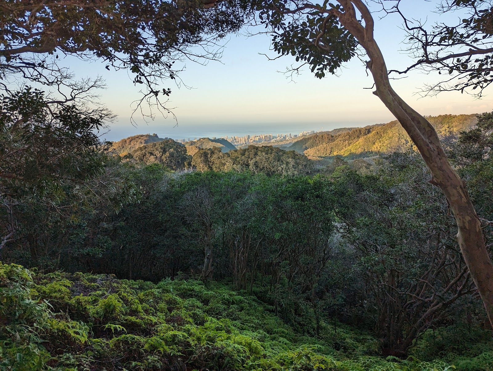 Photo 5 of Wiliwilinui Ridge Trail in Kahala & Waialae, Oahu