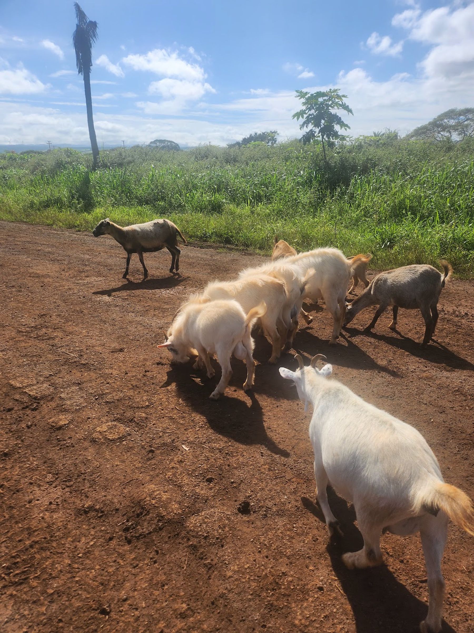 Photo 5 of North Shore Stables in Waialua & Mokulēʻia, Oahu