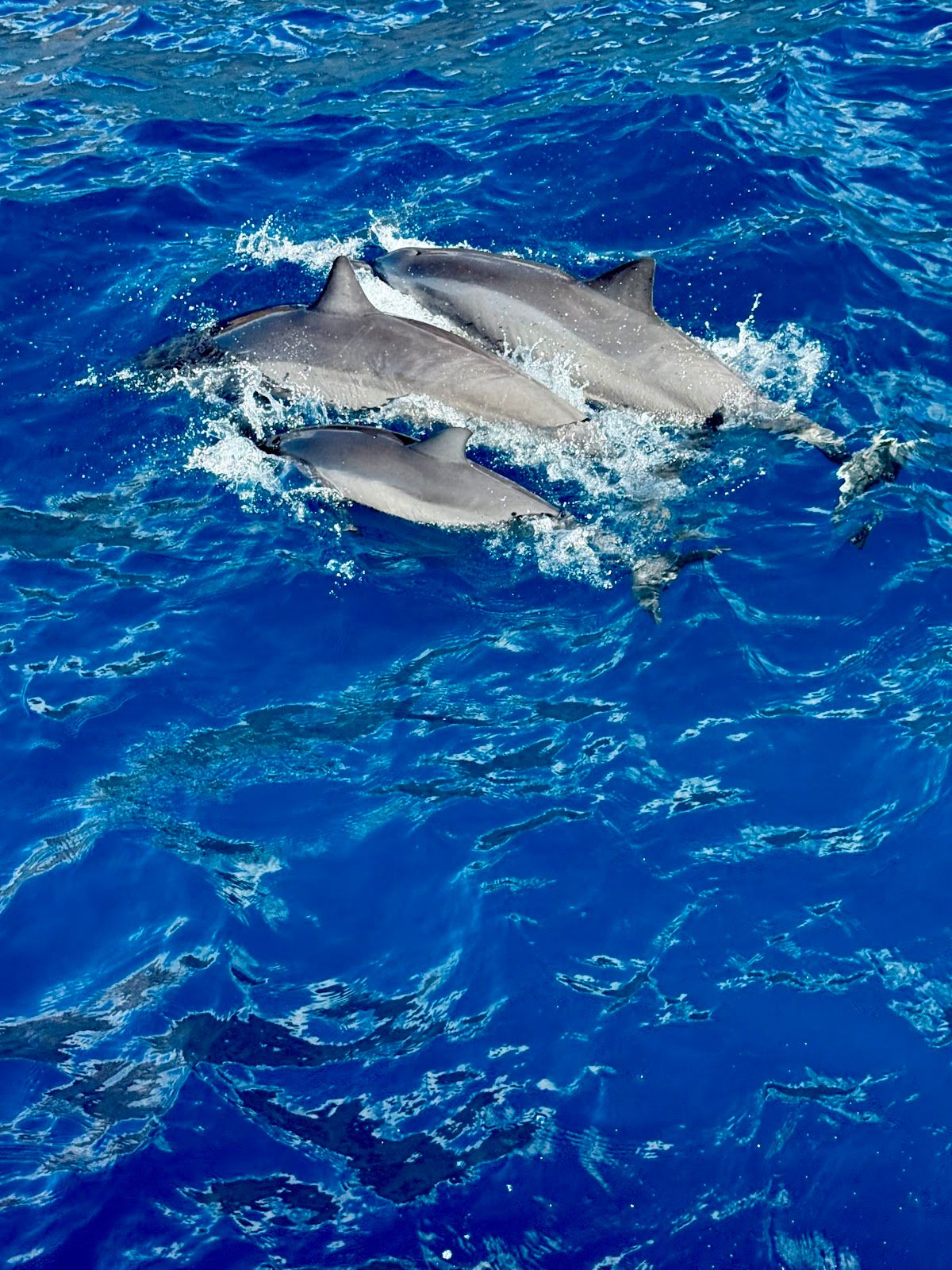 Photo 8 of Trilogy Excursions in Lāhainā, Maui