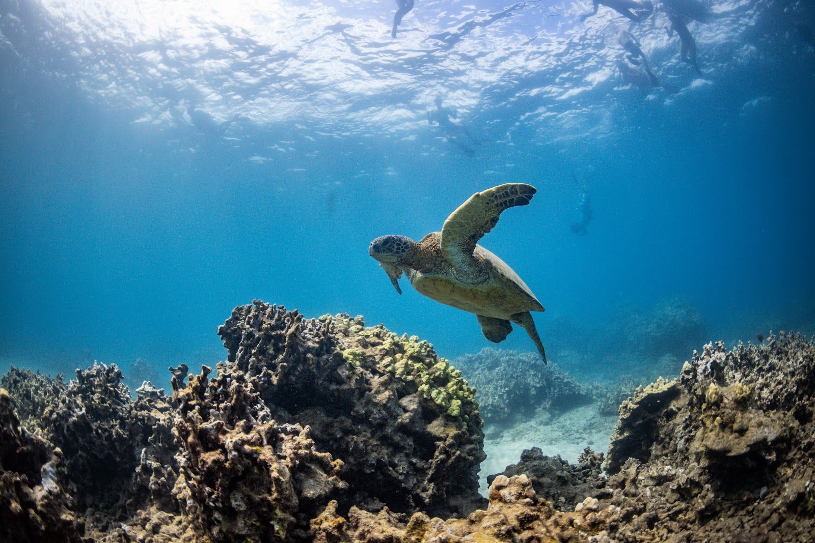 Photo 6 of Alii Nui Sailing Charters in Māʻalaea, Maui