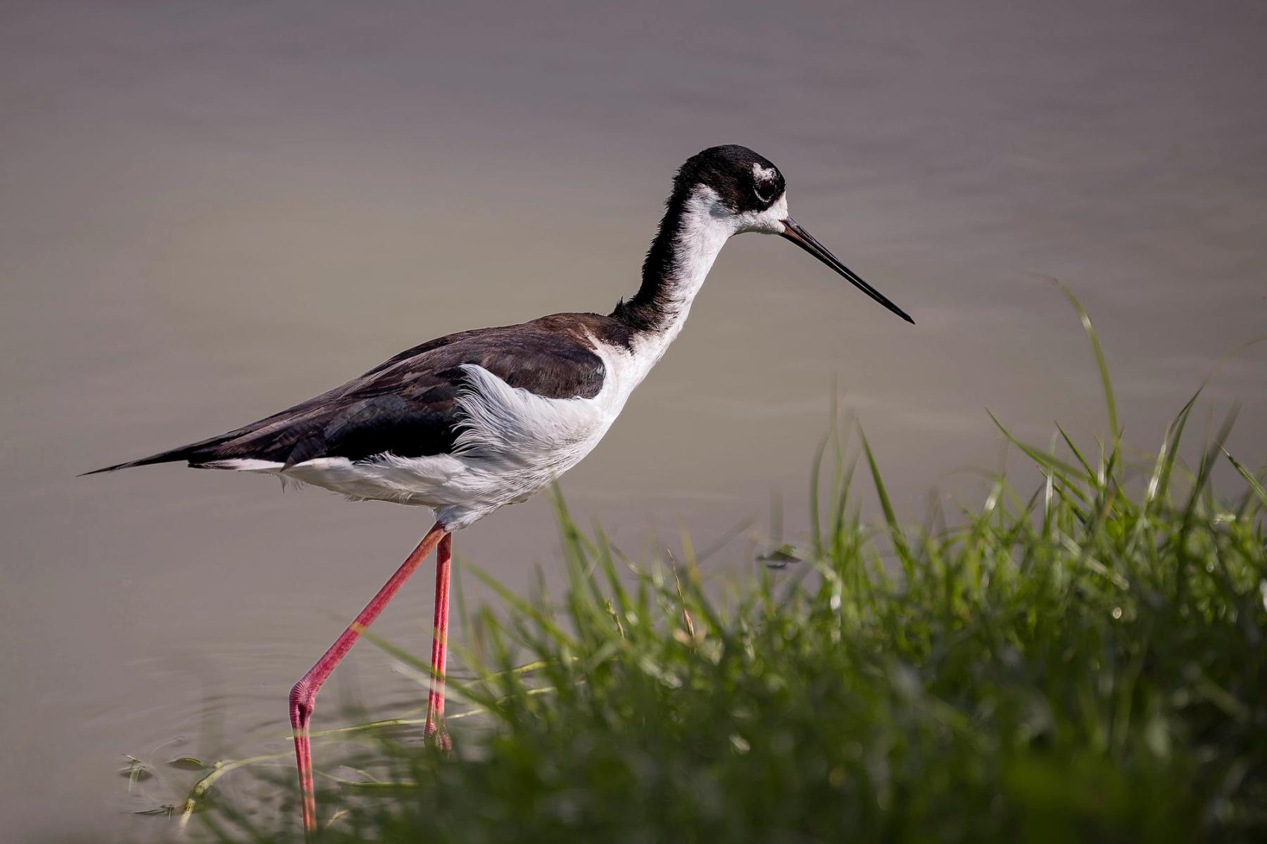 Hawaiian stilt wading in shallow water beside green grasses, side profile with long black bill and pink legs
