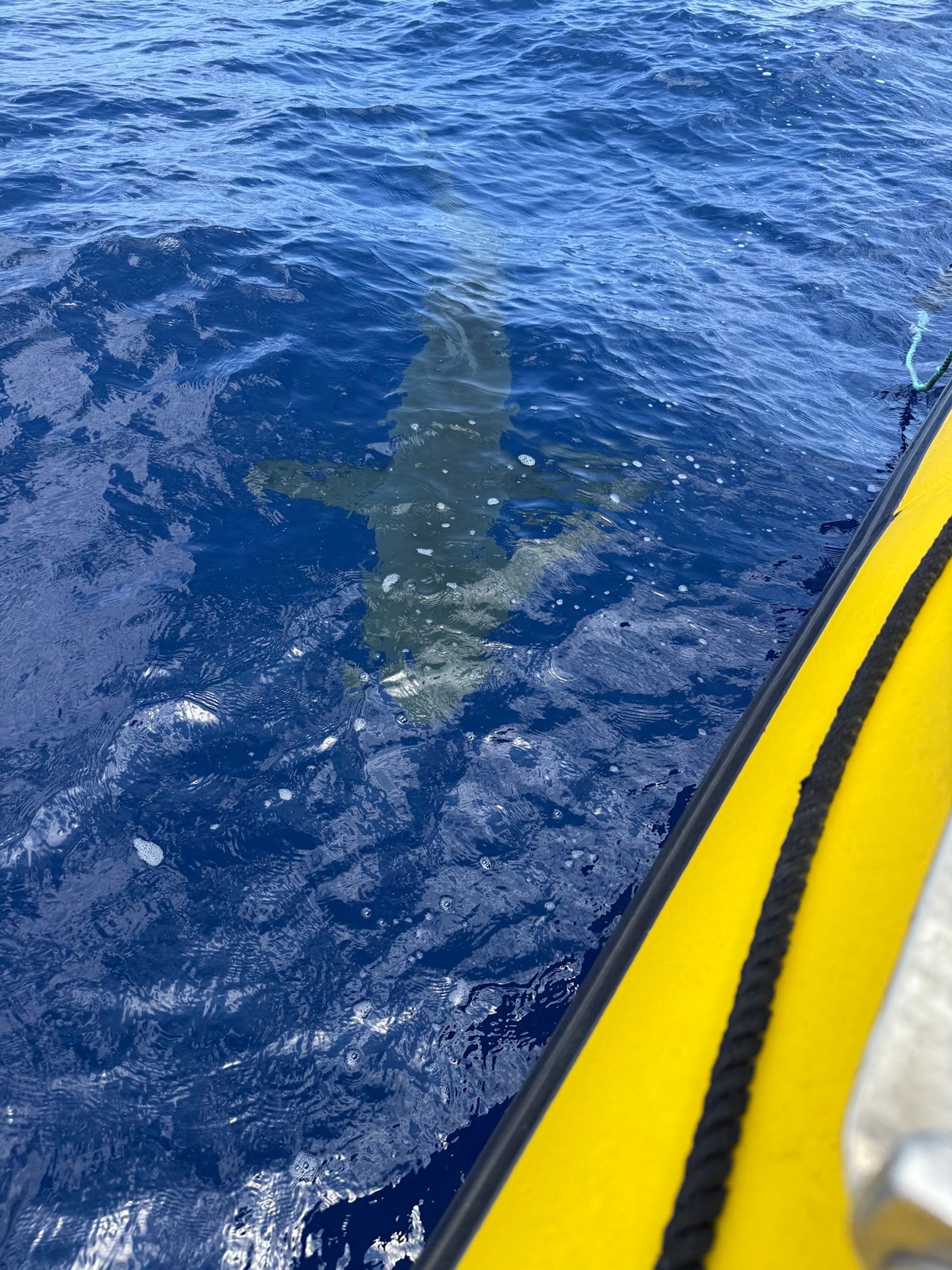 Photo 4 of Ocean Outfitters Hawaii in Haleʻiwa, Oahu