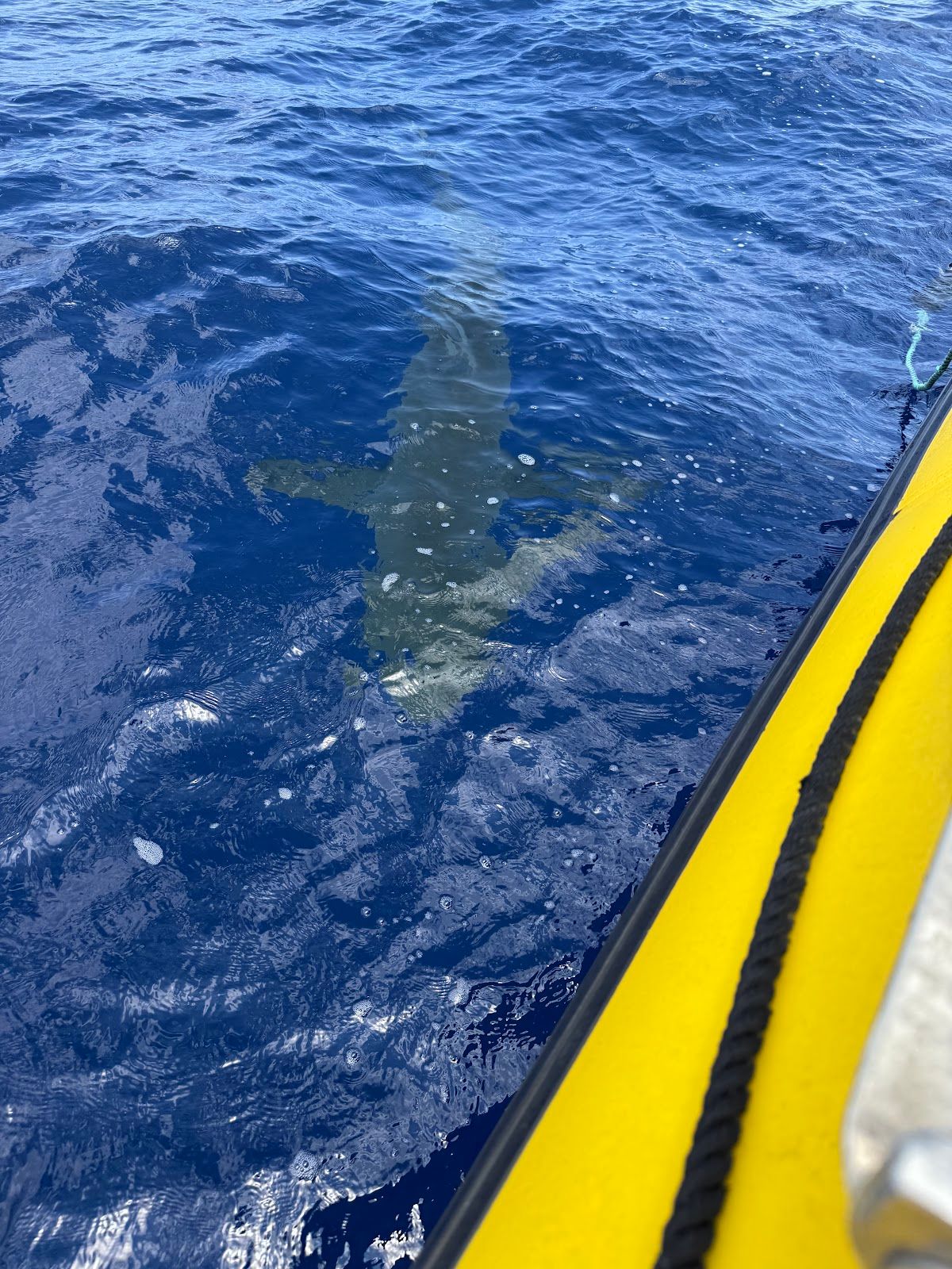 Photo 4 of Ocean Outfitters Hawaii in Haleʻiwa, Oahu