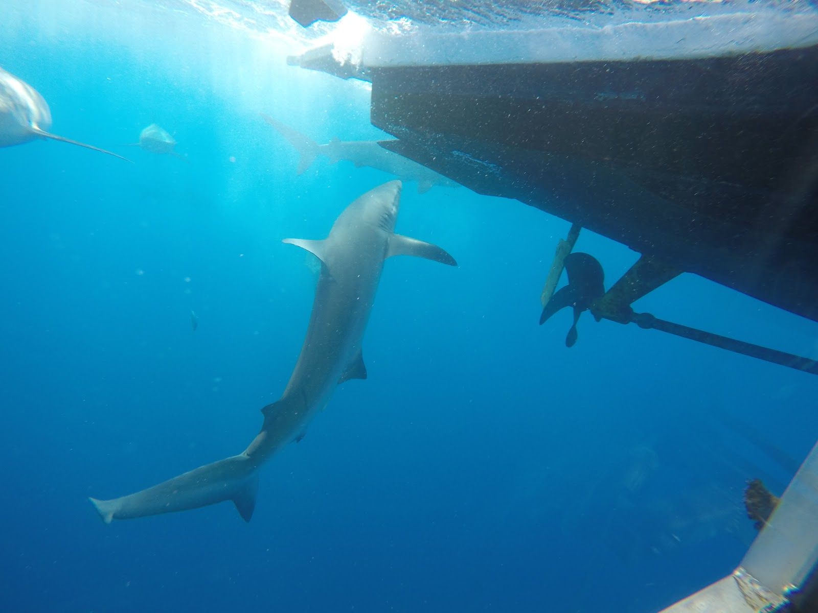 Photo 4 of Hawaii Shark Encounters in Haleʻiwa, Oahu