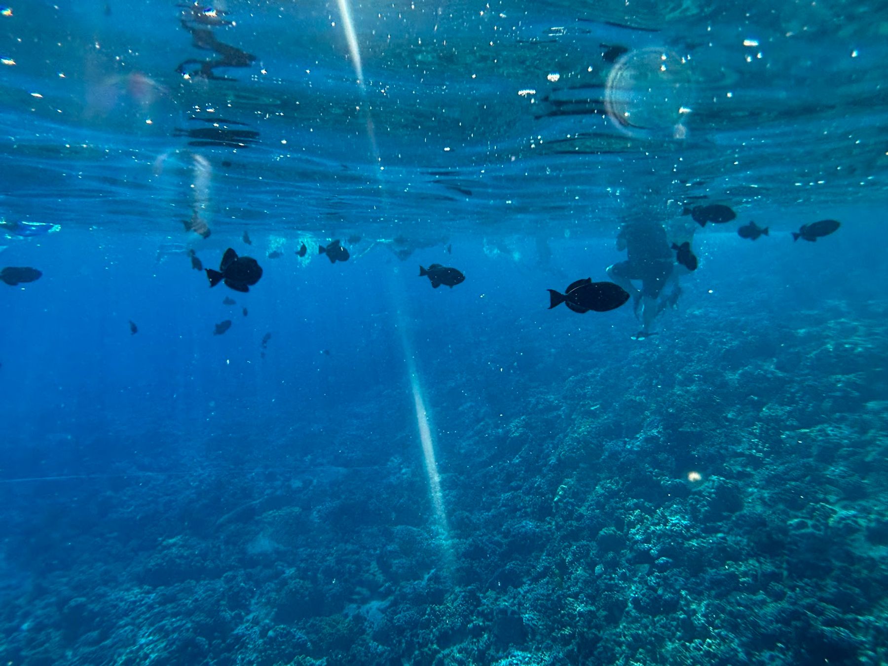 Photo 1 of Aqua Adventures in Māʻalaea, Maui
