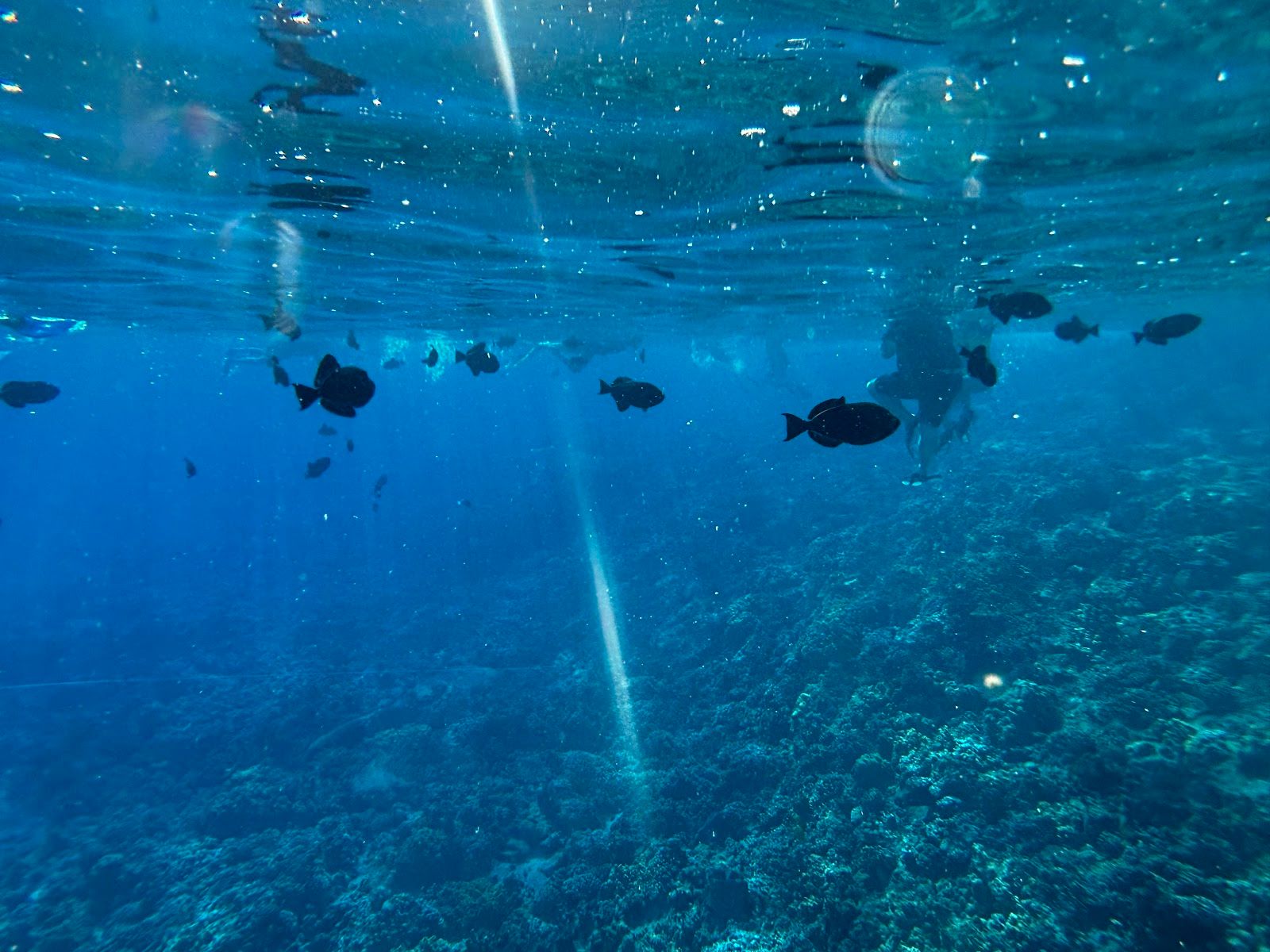Photo 1 of Aqua Adventures in Māʻalaea, Maui