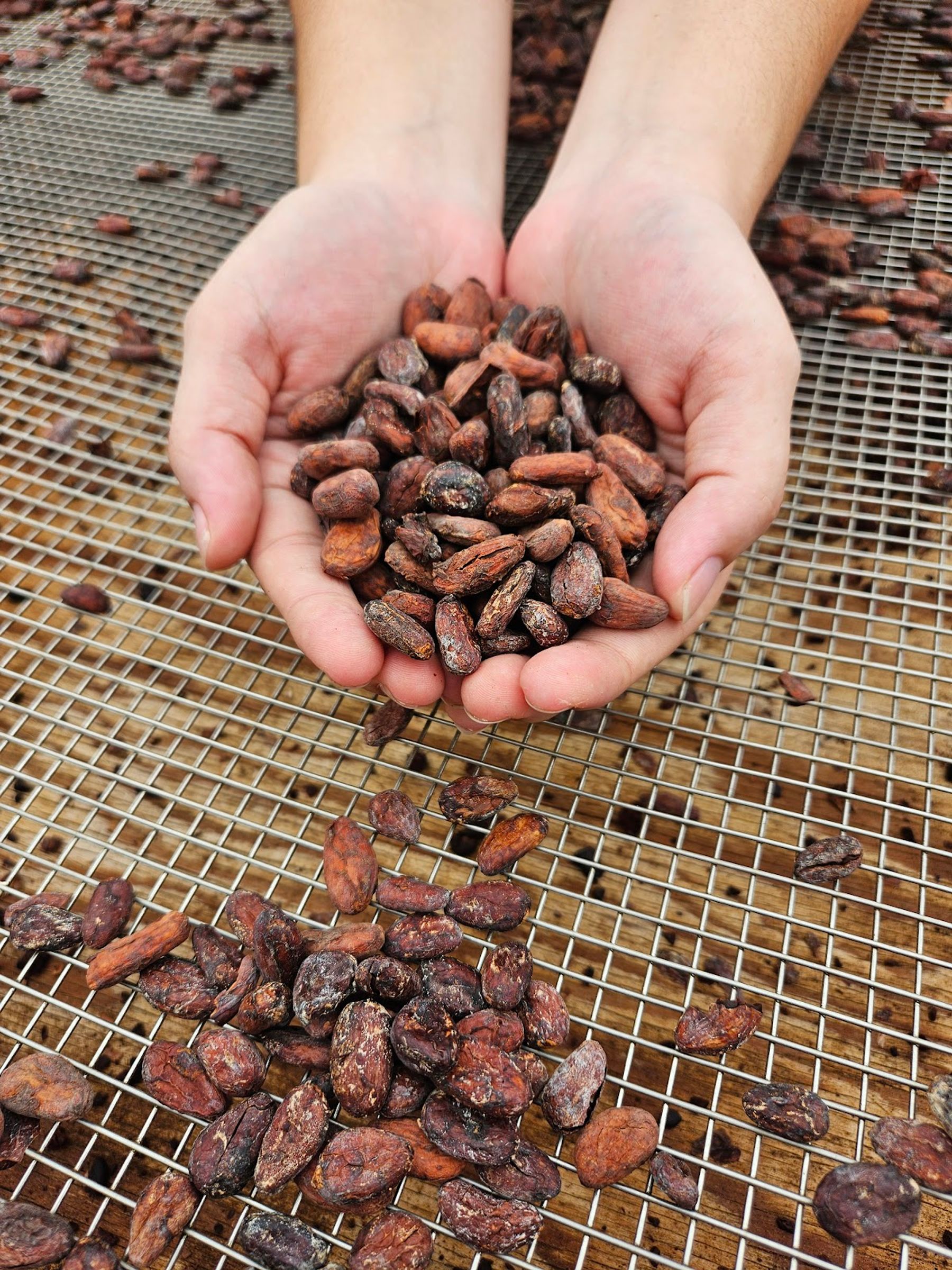 Photo 7 of Lavaloha Chocolate - Farm Tours in Hilo, Big Island