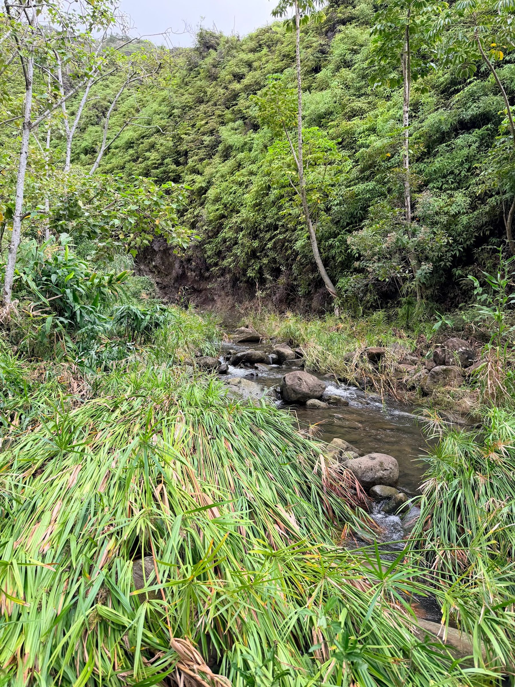 Photo 6 of Makamakaole Trail in Wailuku, Maui