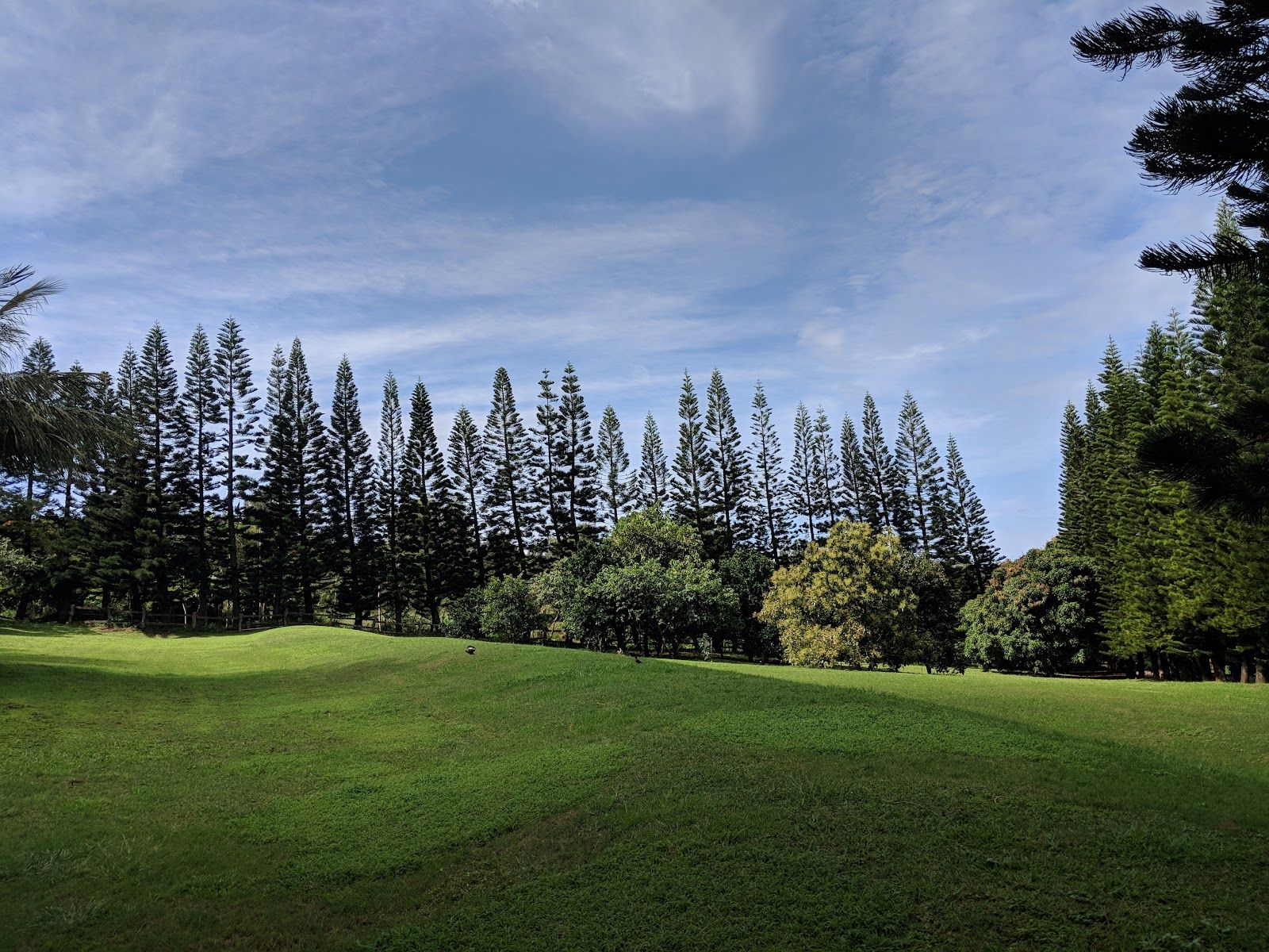 Photo 8 of Ironwood Ranch Horseback Riding in Kapalua, Maui