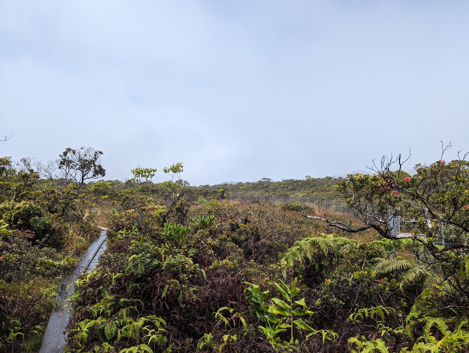 Alakaʻi Wilderness / Swamp Trail in Hanapepe, Kaua‘i photo 2