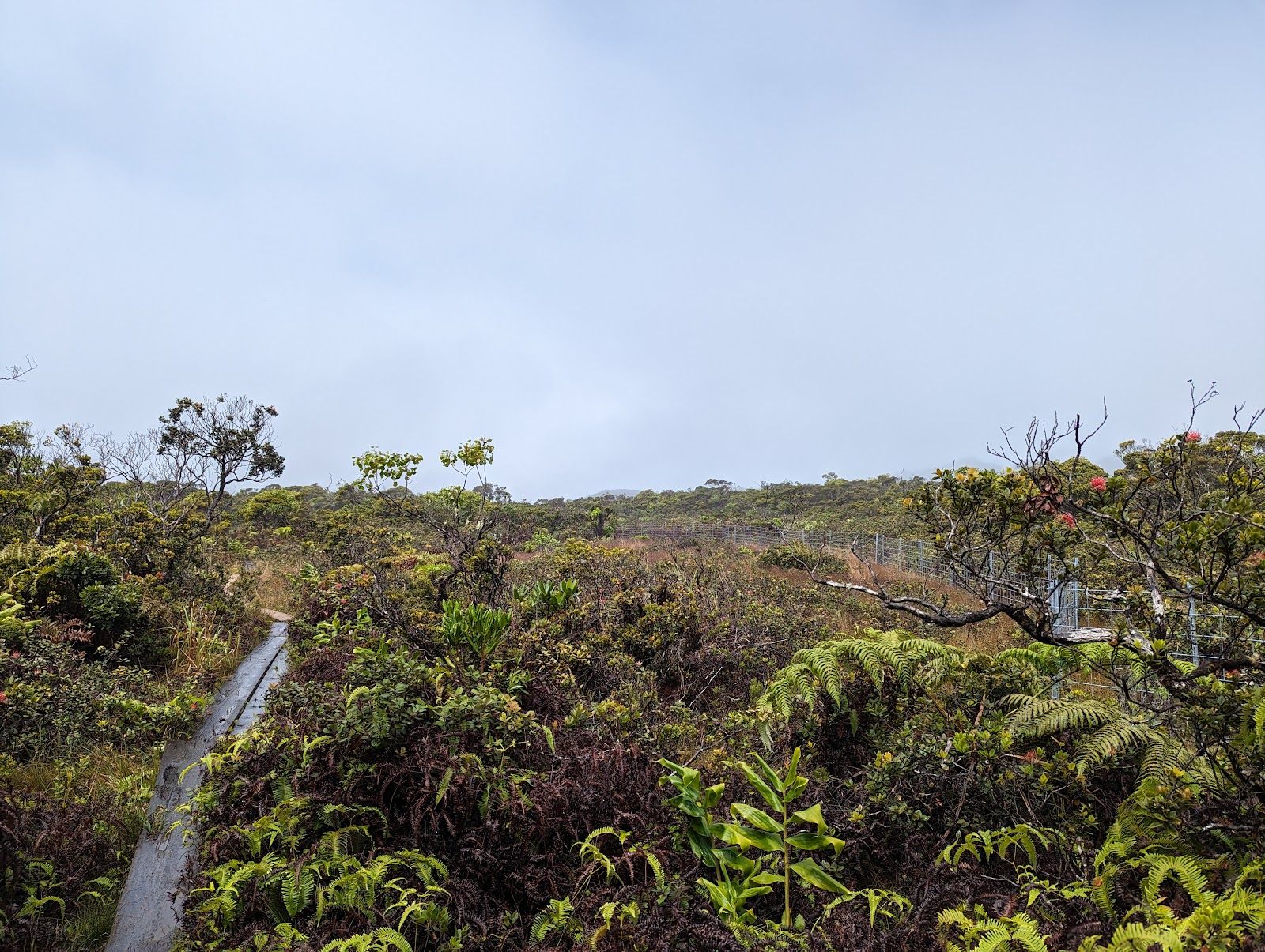 Alakaʻi Wilderness / Swamp Trail in Hanapepe, Kaua‘i photo 2