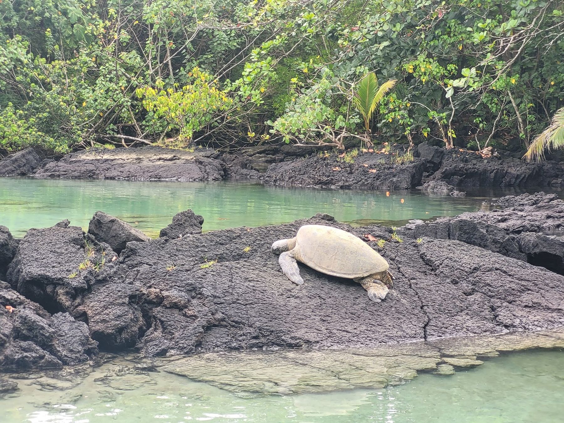 Photo 4 of Carlsmith Beach Park in Hilo, Big Island