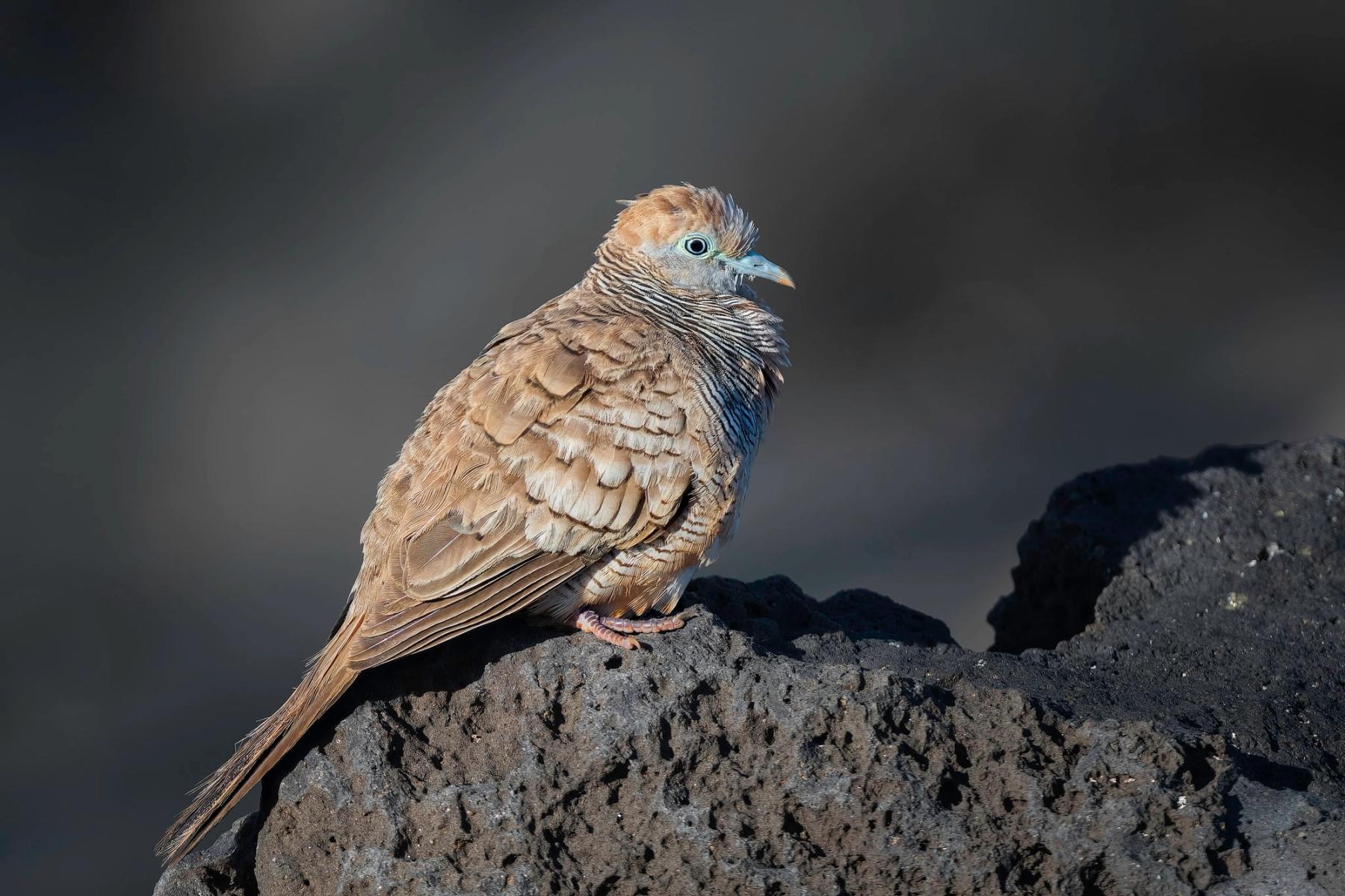 Zebra dove perched on dark lava rock in side light with a smooth gray background