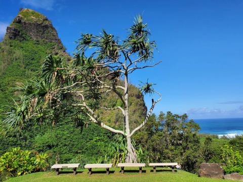 Scenic vista at Limahuli Garden featuring native Hawaiian plants with Makana mountain peak and ocean views