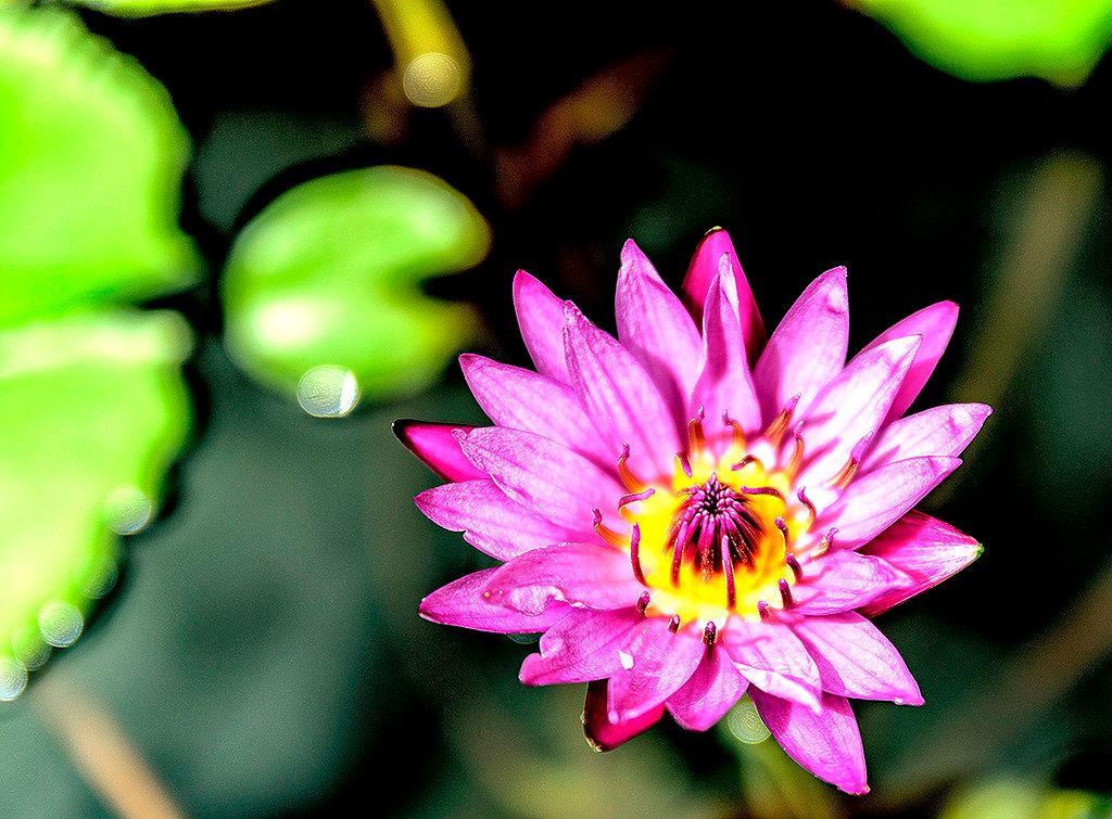 Bright pink water lily in sharp focus against dark pond water with blurred green lily pads