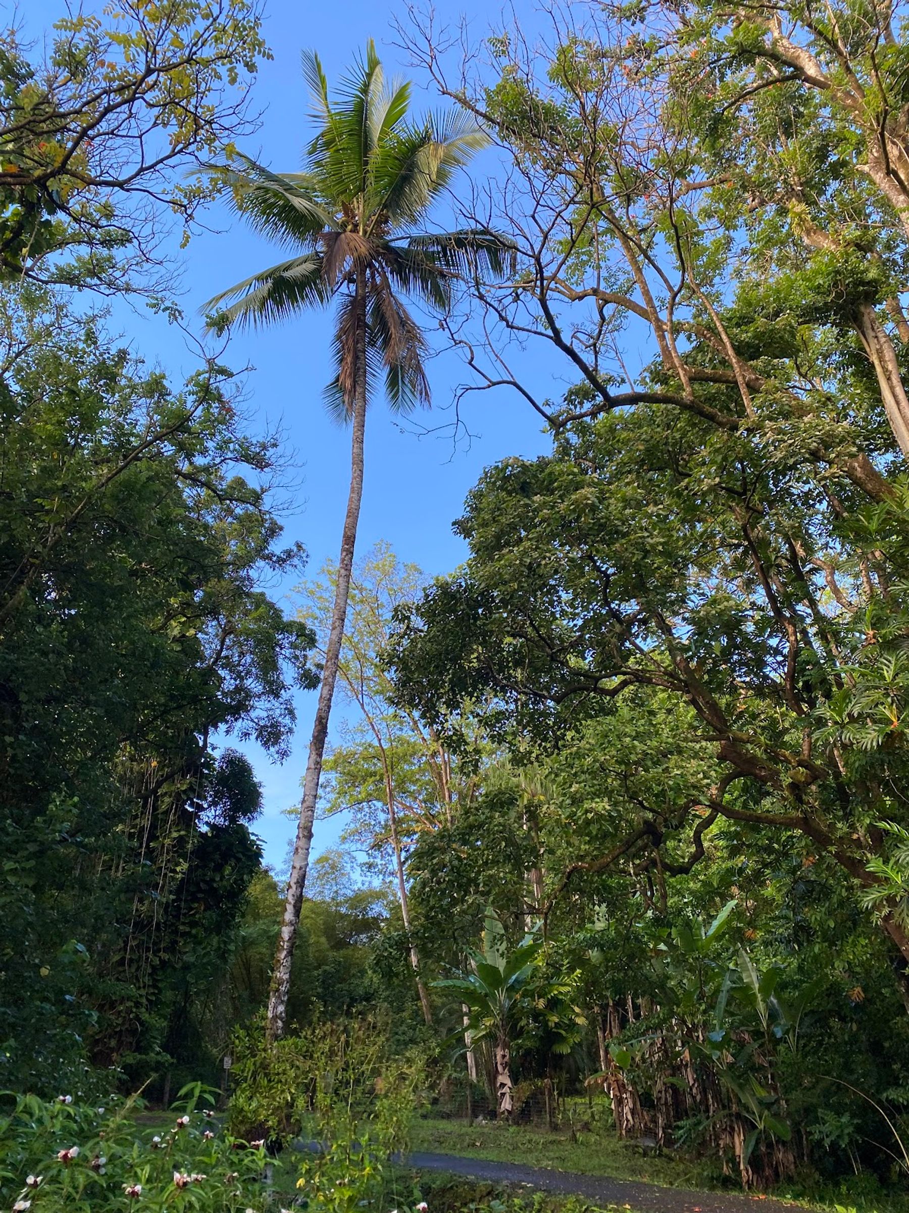 Photo 7 of Ke'anae Arboretum in Keʻanae-Nāhiku, Maui