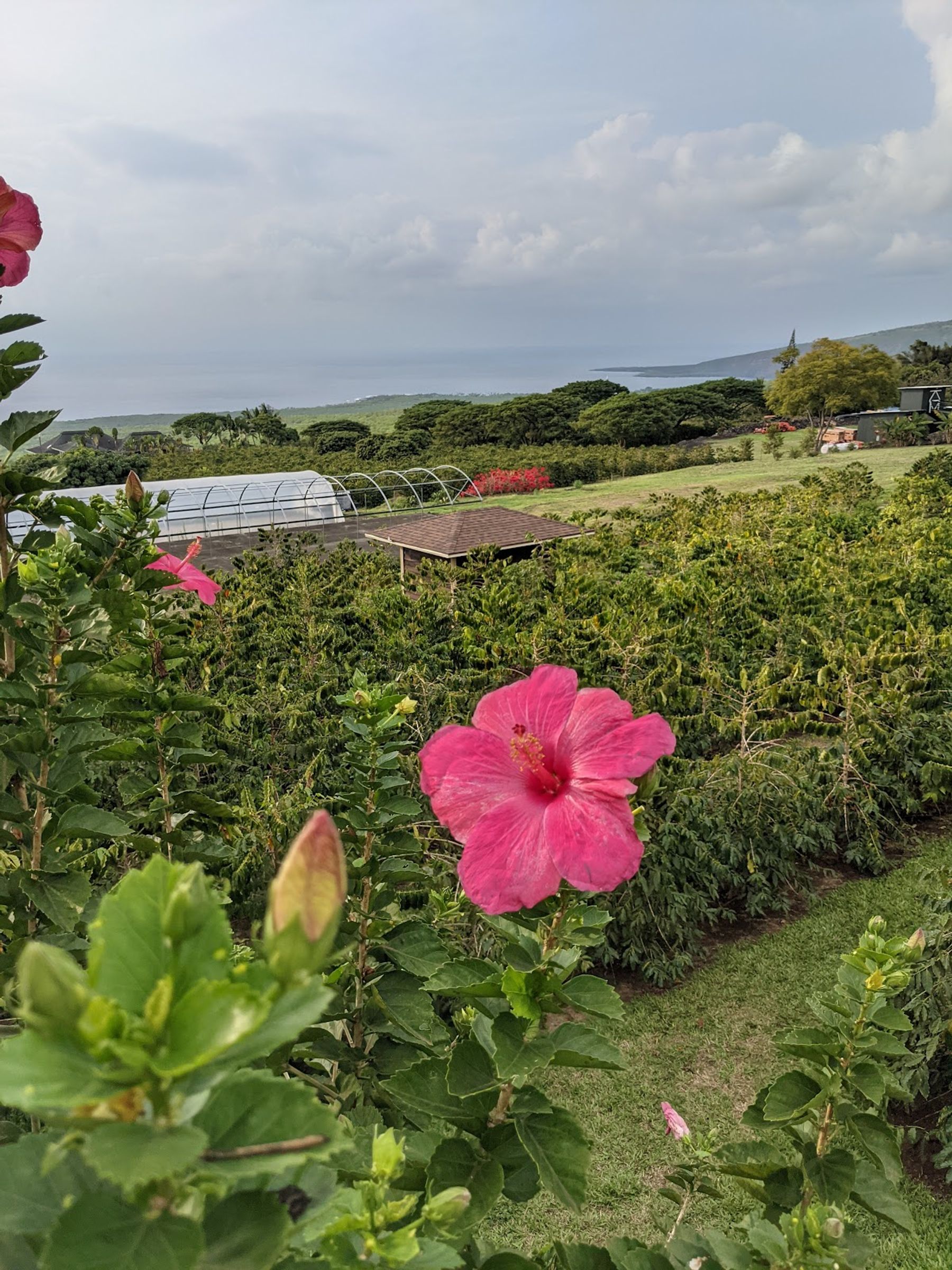 Photo 10 of Bay View Farm in South Kona, Big Island
