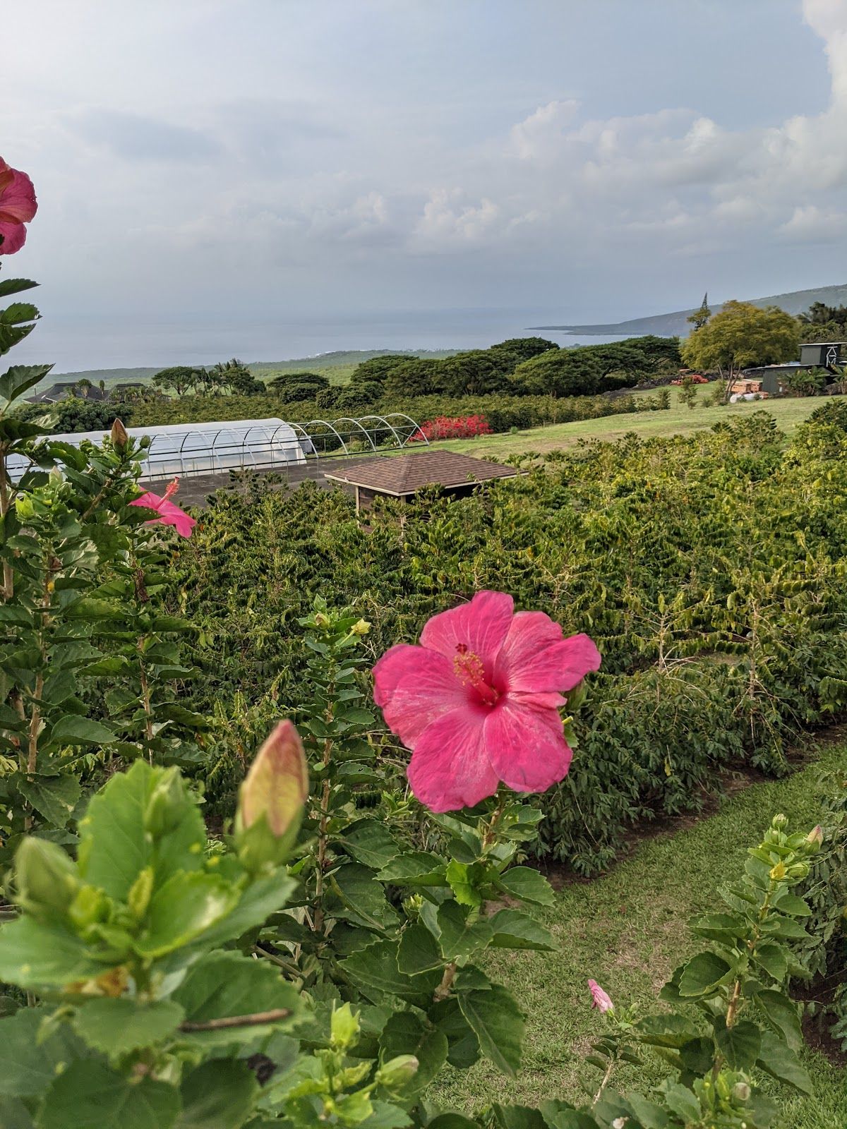 Photo 10 of Bay View Farm in South Kona, Big Island