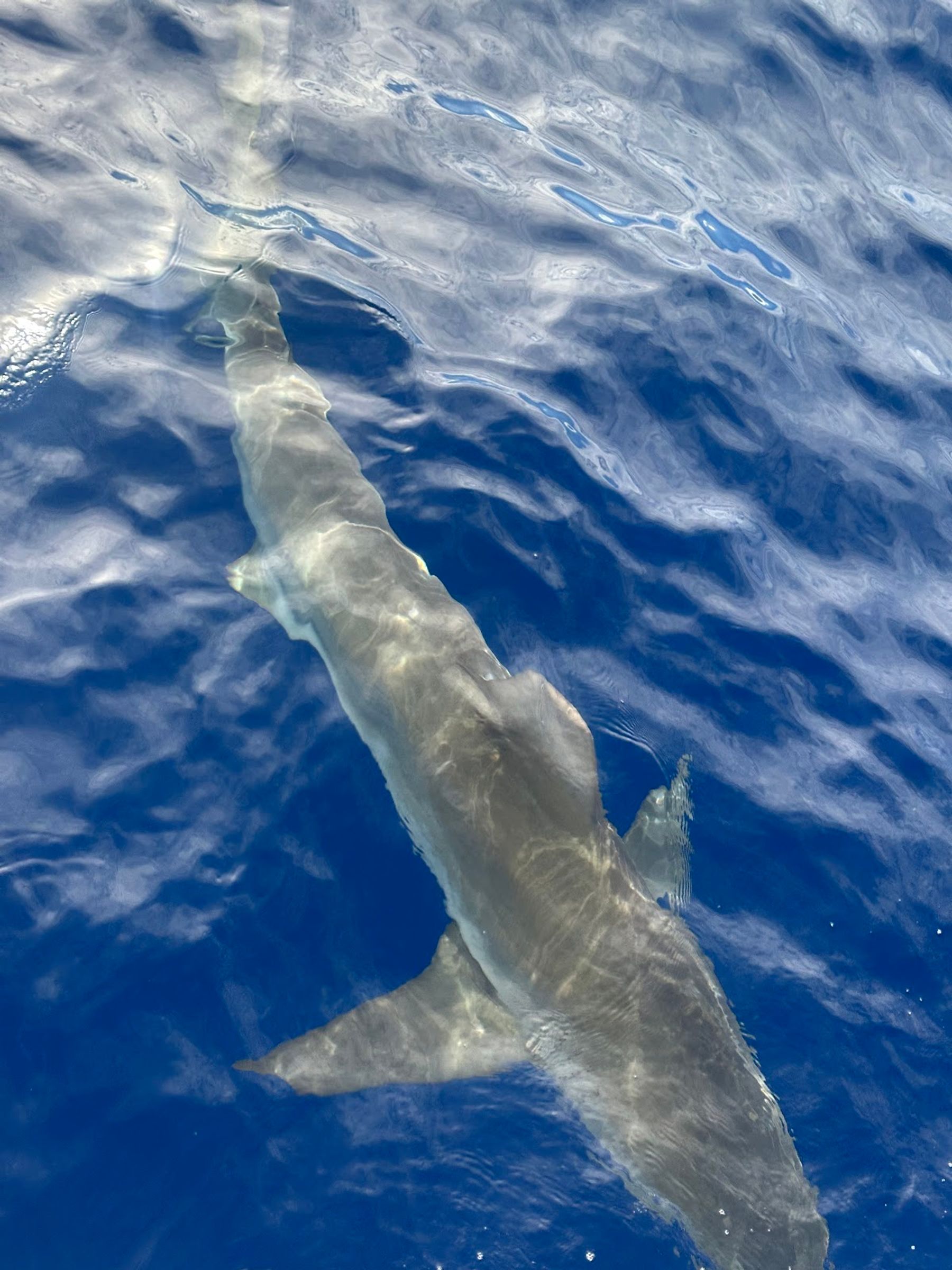 Photo 3 of Haleiwa Shark Tours in Haleʻiwa, Oahu