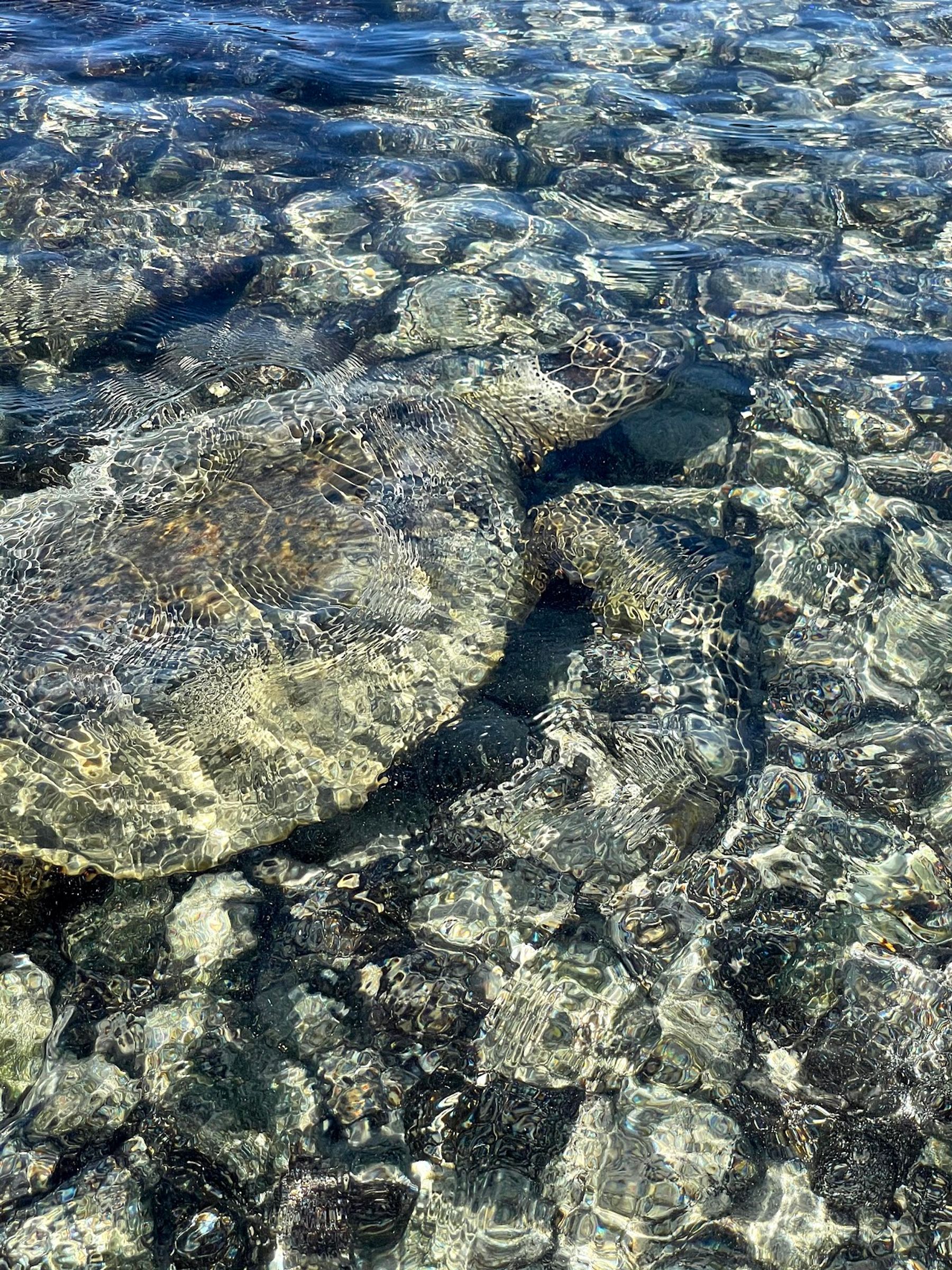 Photo 9 of Kaloko-Honokōhau National Historical Park in Kailua-Kona, Big Island