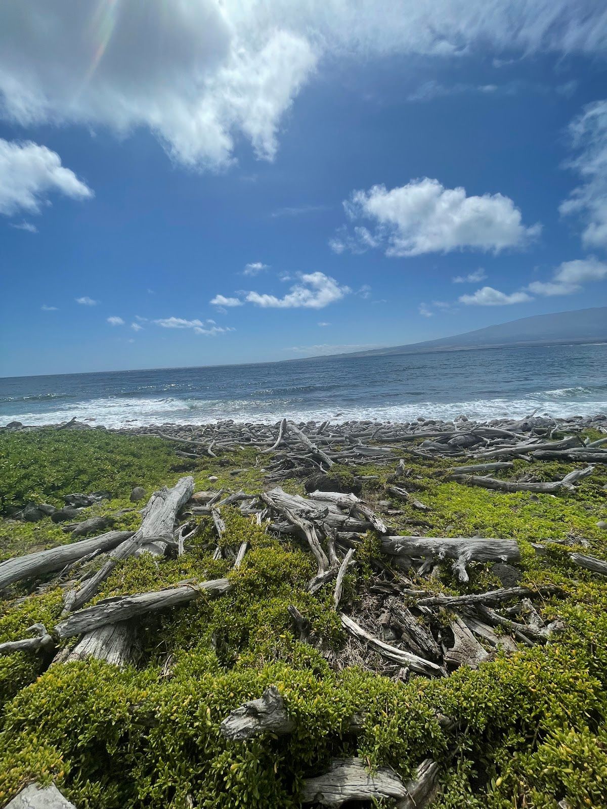 Photo 6 of Waihe‘e Coastal Dunes and Wetlands Refuge in Wailuku, Maui