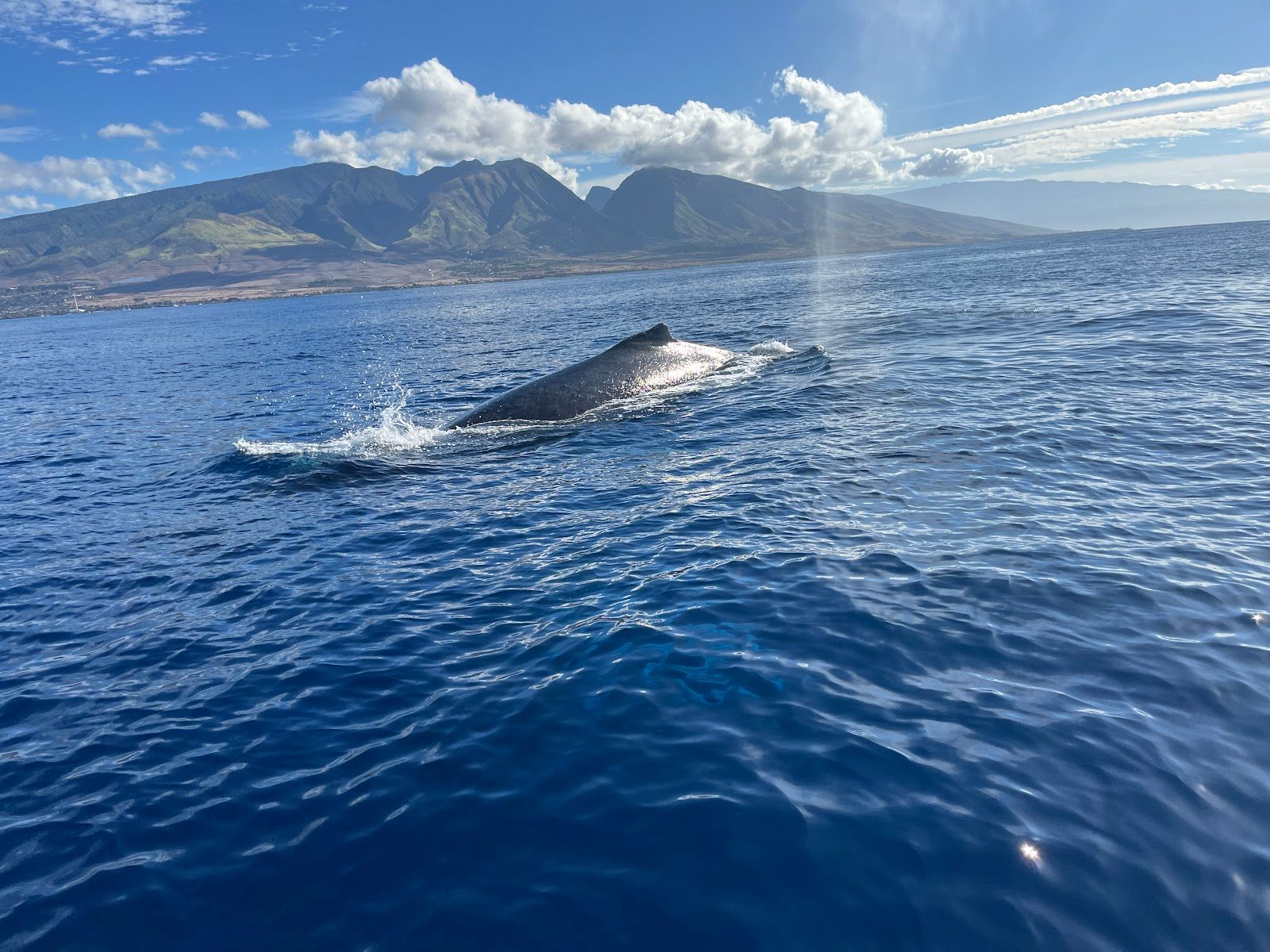 Photo 2 of Maui Ocean Adventures in Lāhainā, Maui