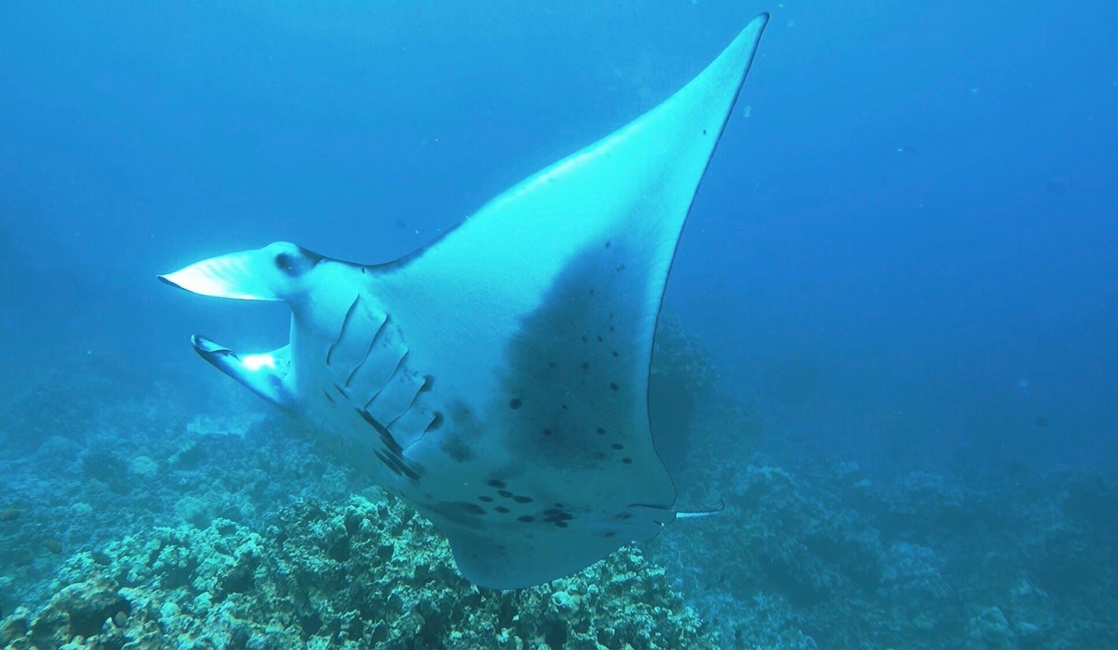 Photo 1 of Dolphin Discoveries- Snorkel Tour Check-in and Boutique in Kailua-Kona, Big Island