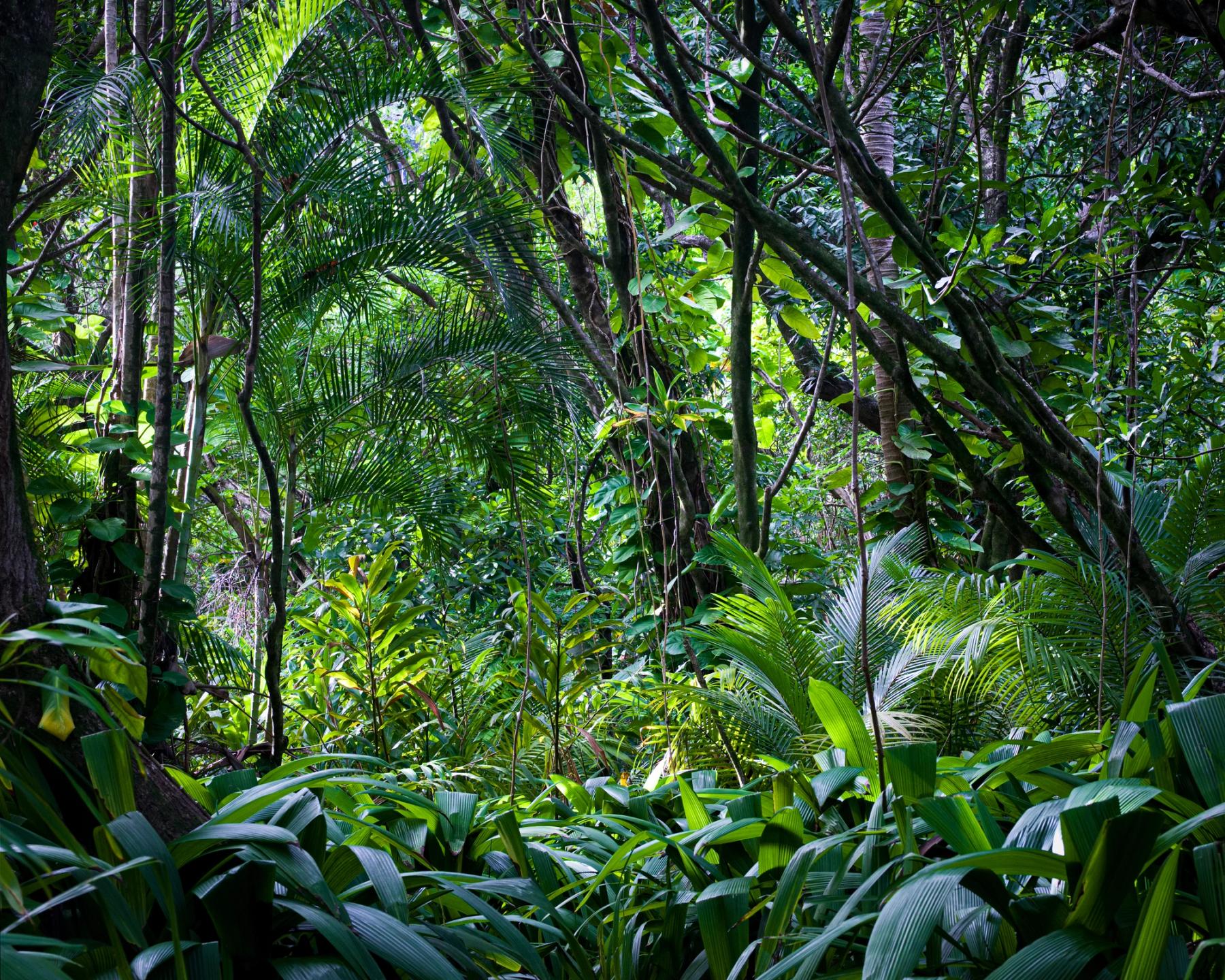 Dense tropical jungle with layered palm fronds, vines, and tree trunks in dappled canopy light