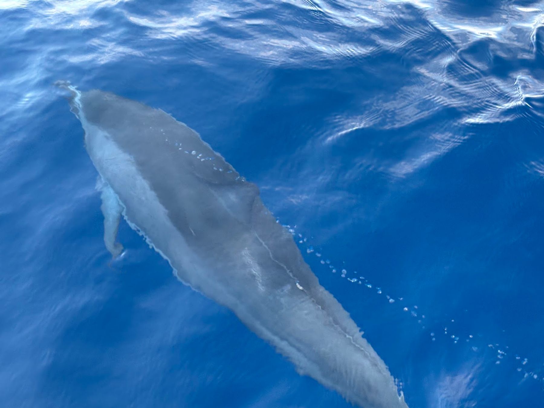 Photo 4 of Maui Whale Adventures in Kāʻanapali, Maui
