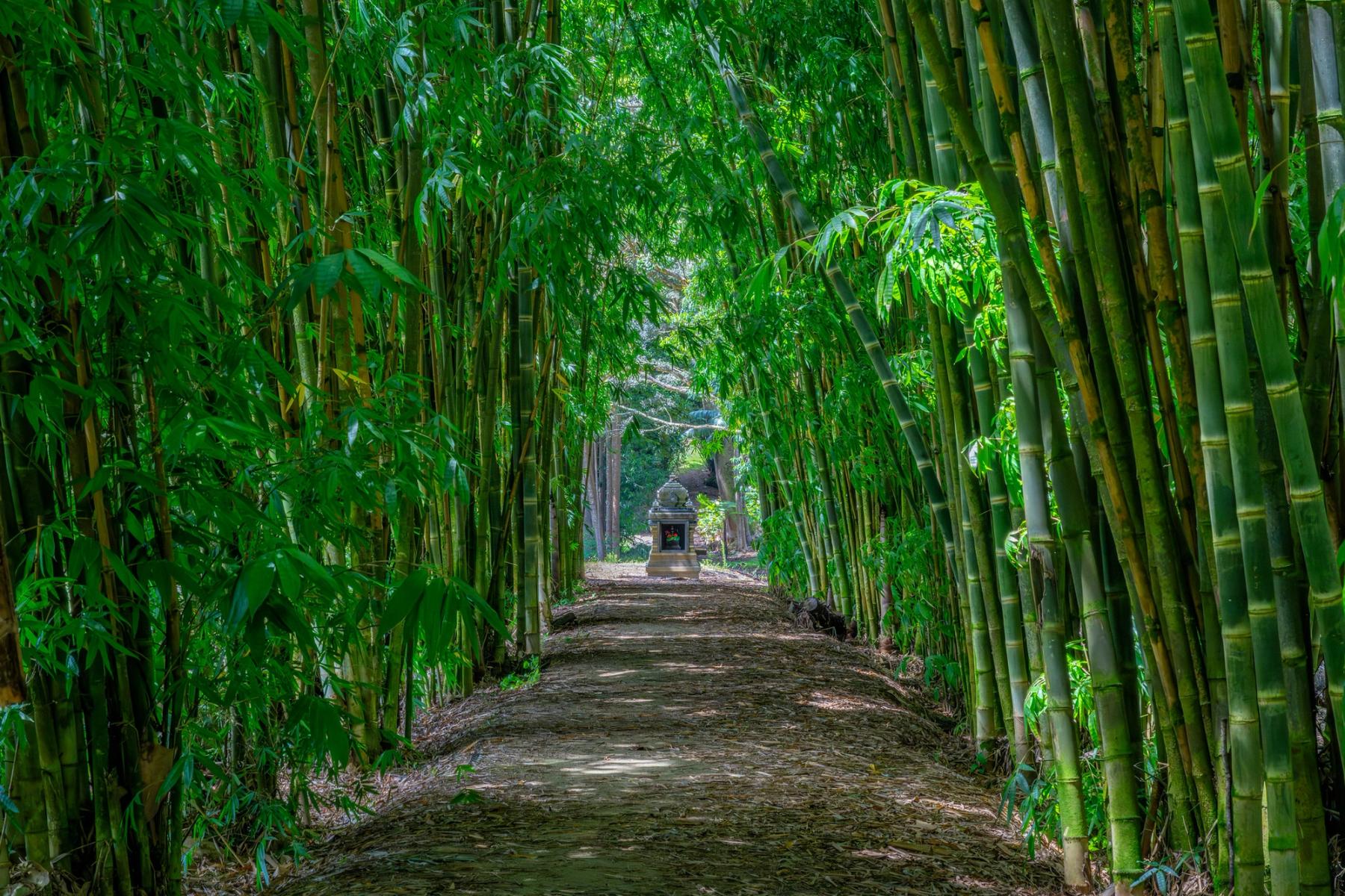 Shaded dirt path through a dense bamboo grove, forming a green tunnel leading to a small shrine in the distance