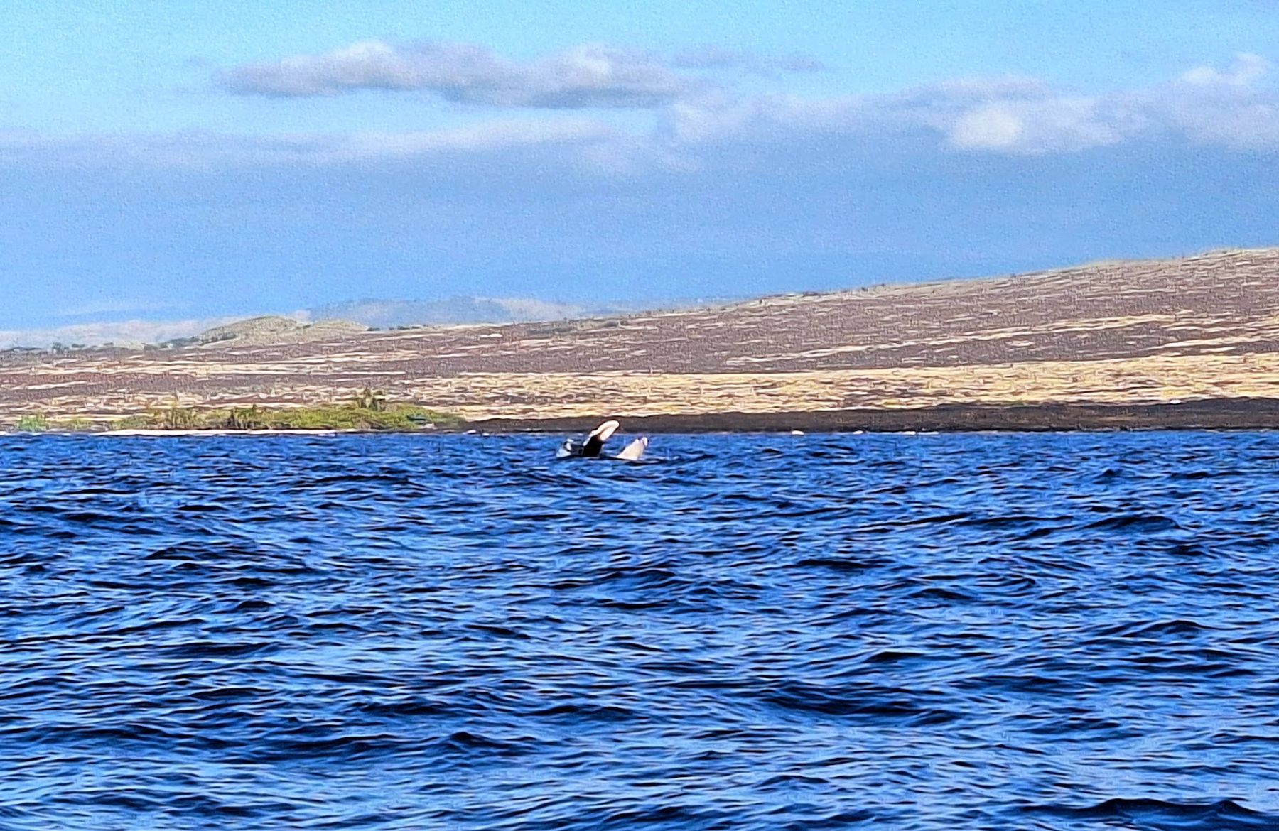 Photo 4 of Captain Zodiac in Kailua-Kona, Big Island