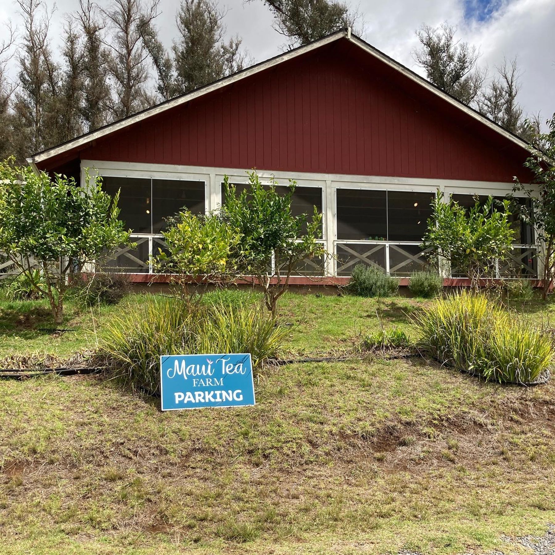Photo 3 of Maui Tea Farm in Kula, Maui