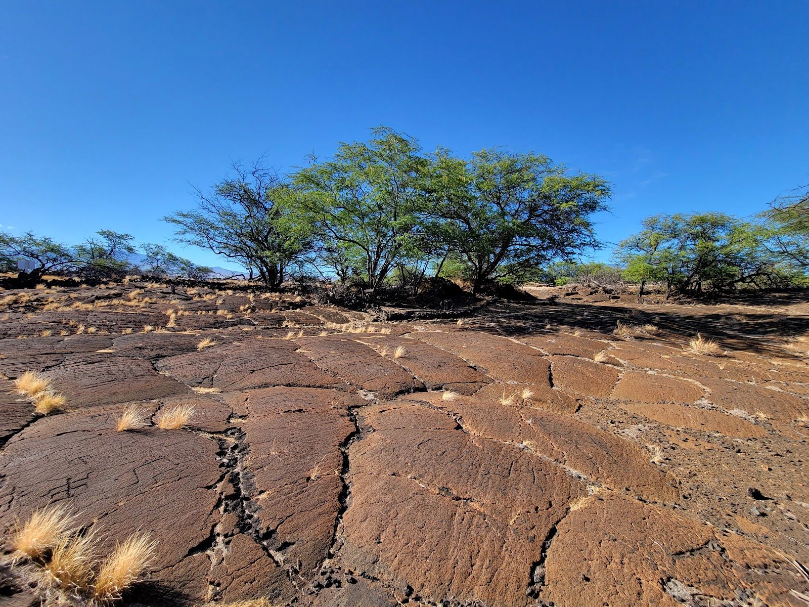 Photo 2 of Puakō Petroglyph Park in Waikoloa, Big Island