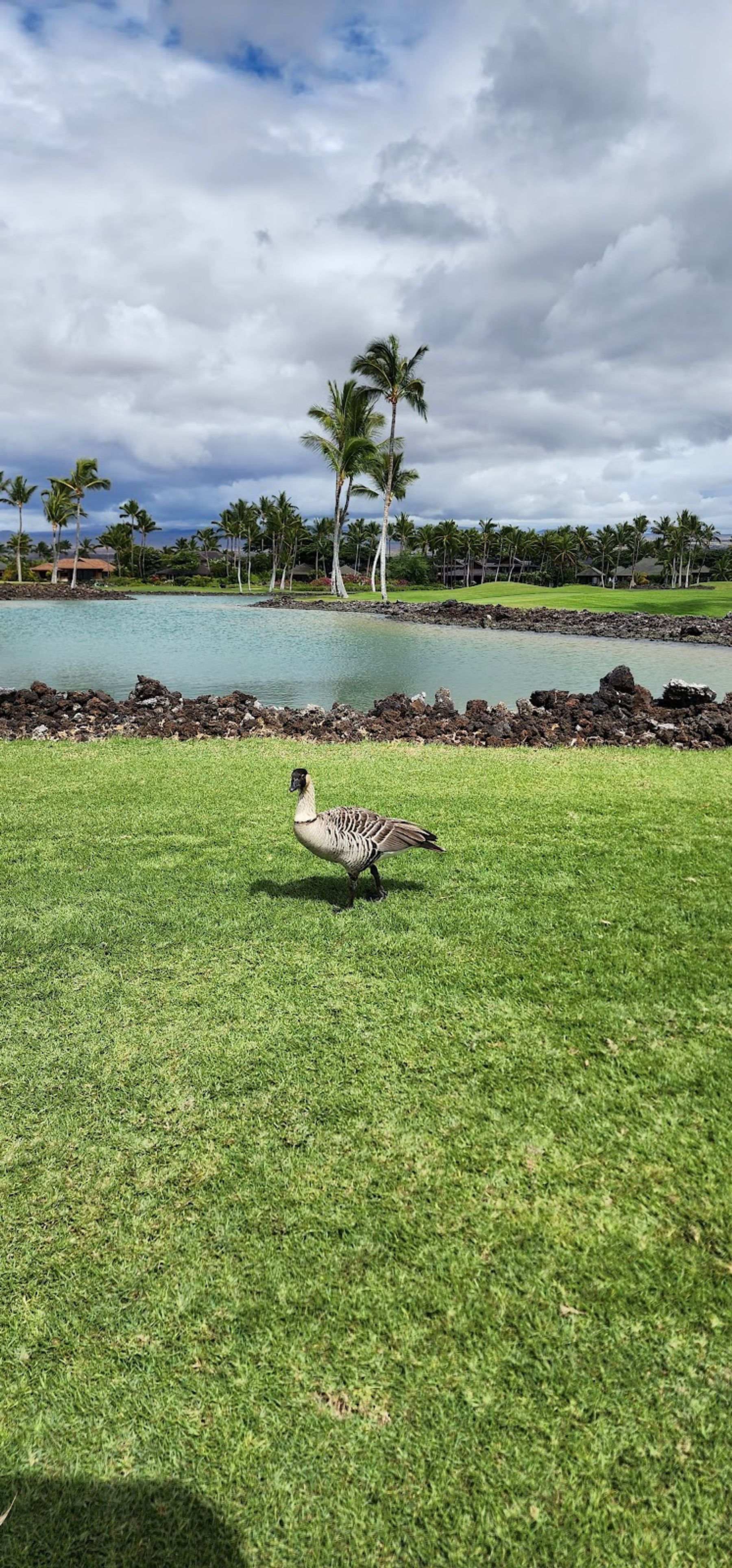 Photo 5 of Francis H. I'i Brown Golf Courses in Waikoloa, Big Island