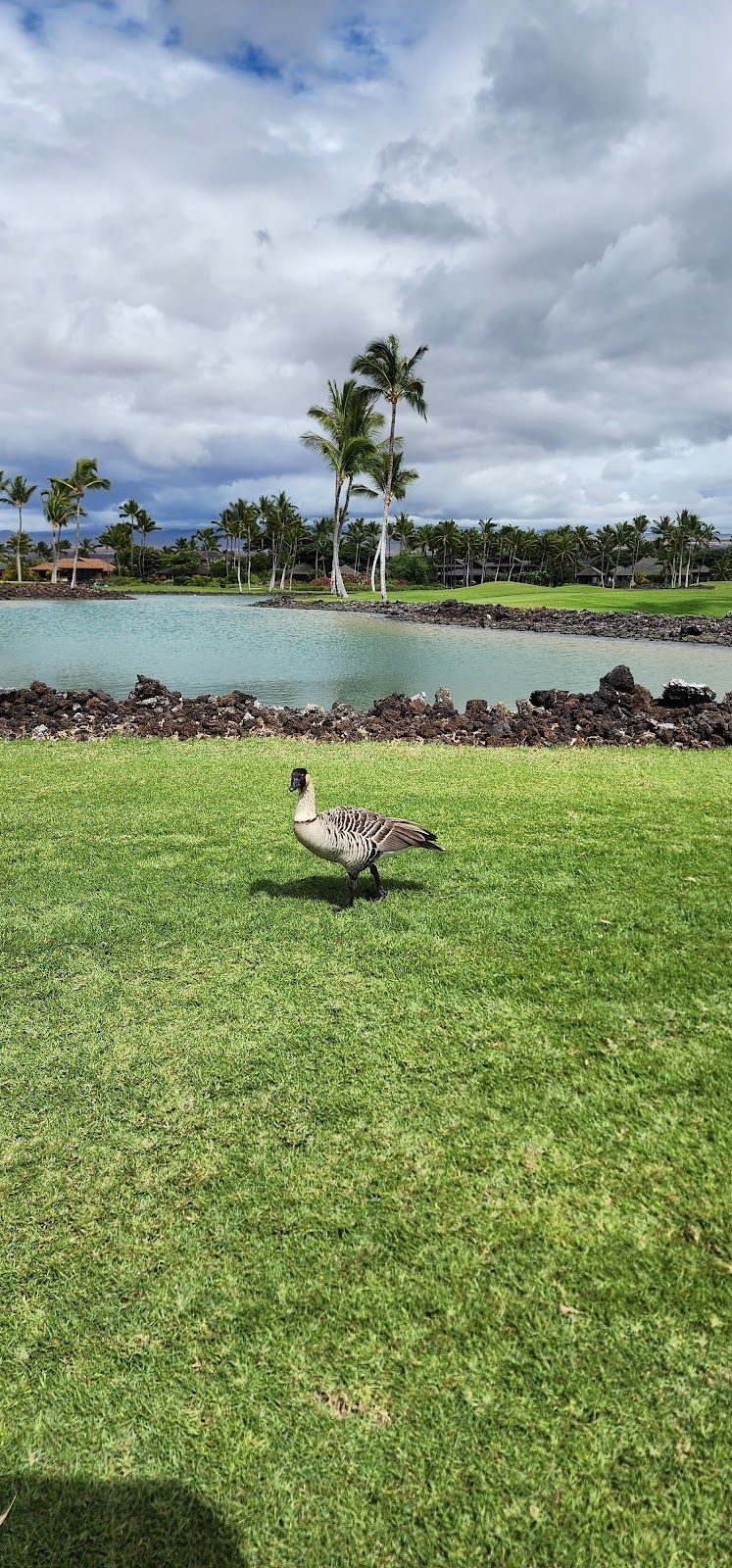 Photo 5 of Francis H. I'i Brown Golf Courses in Waikoloa, Big Island