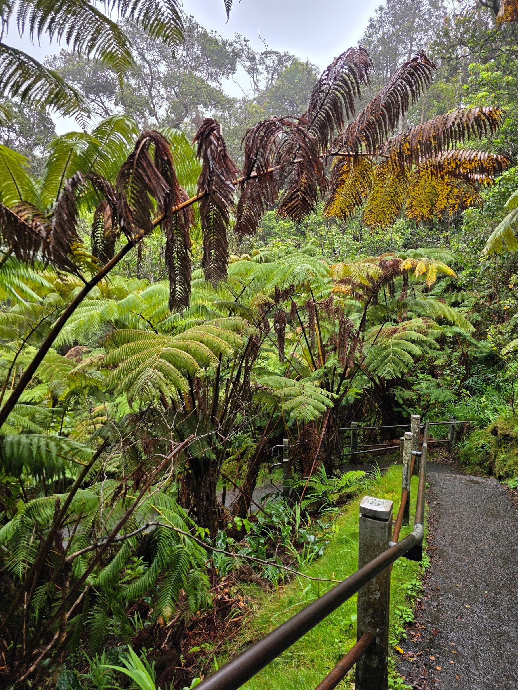 Photo 8 of Kīlauea Iki Trailhead in Volcano, Big Island