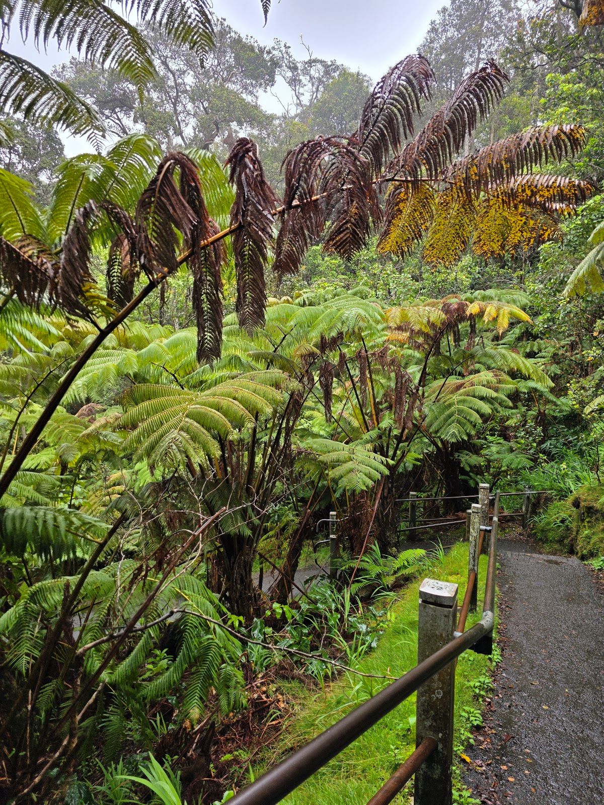 Photo 8 of Kīlauea Iki Trailhead in Volcano, Big Island