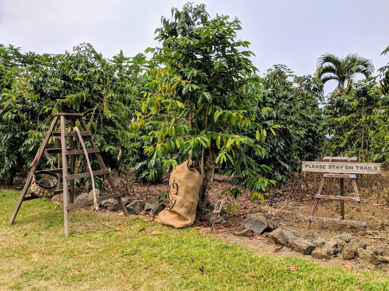 Photo 6 of Kona Coffee Living History Farm in South Kona, Big Island