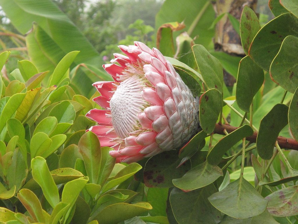 Pink-and-white giant protea flower surrounded by green tropical leaves