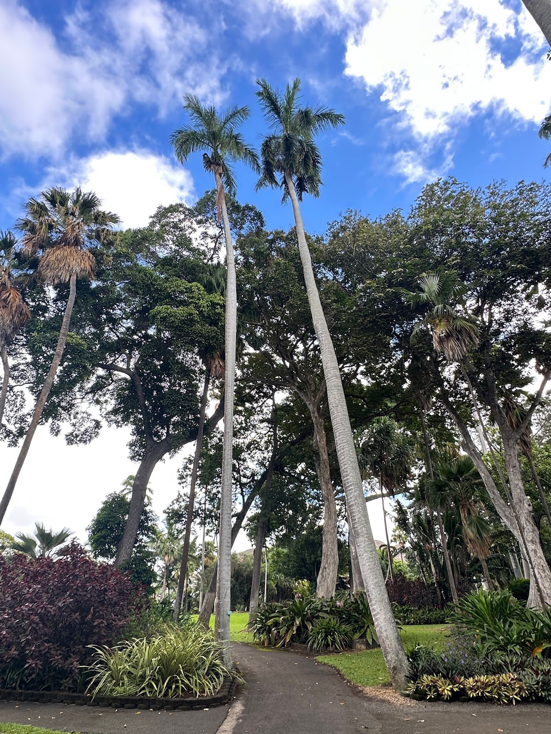 Photo 9 of Foster Botanical Garden in Downtown, Chinatown & Kakaʻako, Oahu